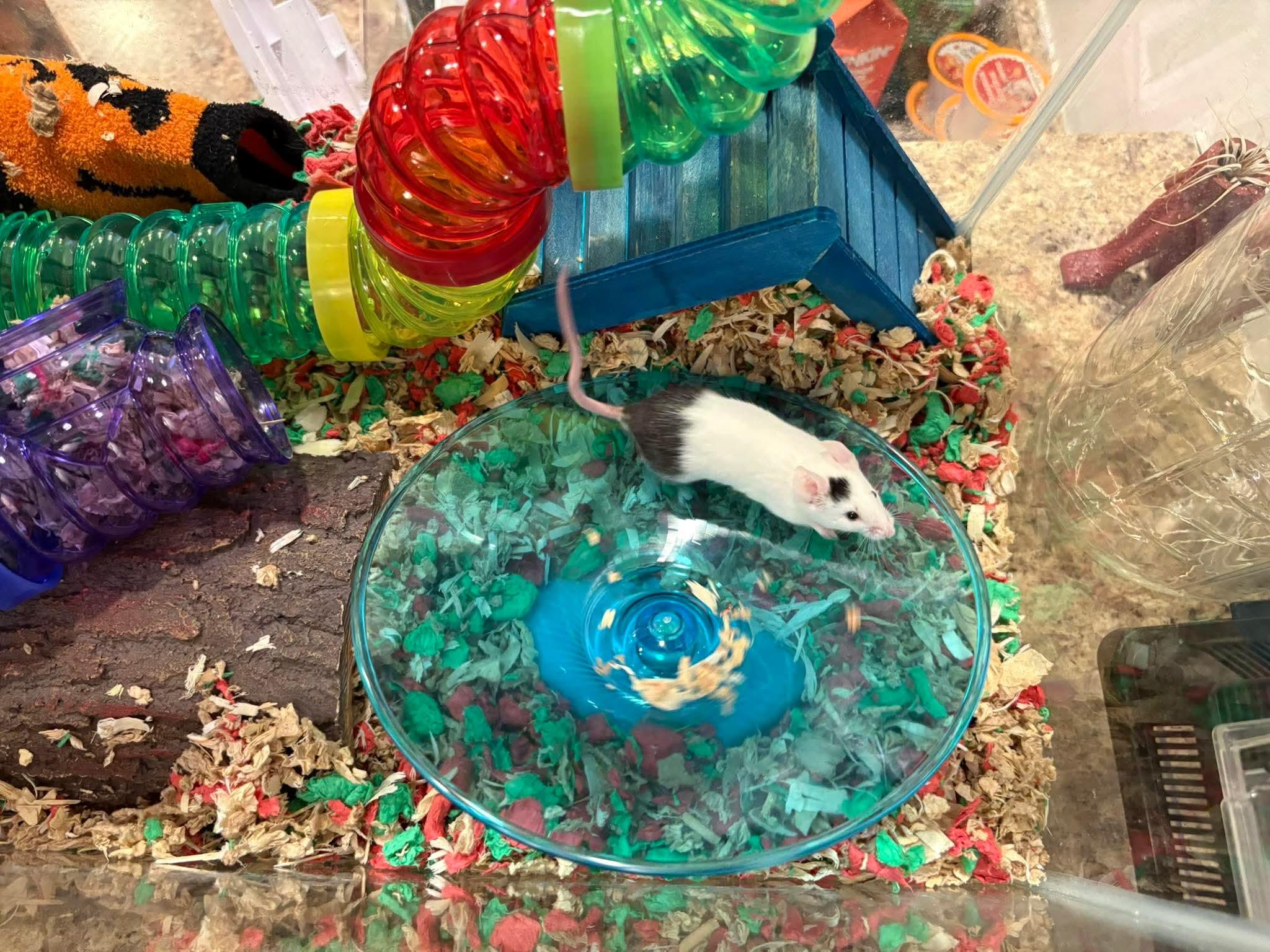 Enlarge Oscar, a Adoptable Mouse in Bryn Mawr, PA image 2/2