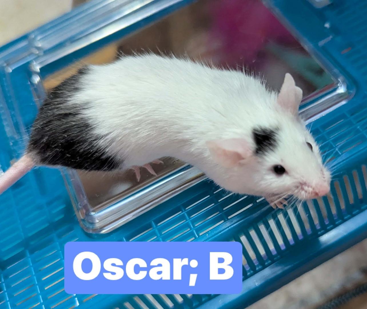 Enlarge Oscar, a Adoptable Mouse in Flanders, NJ image 1/1