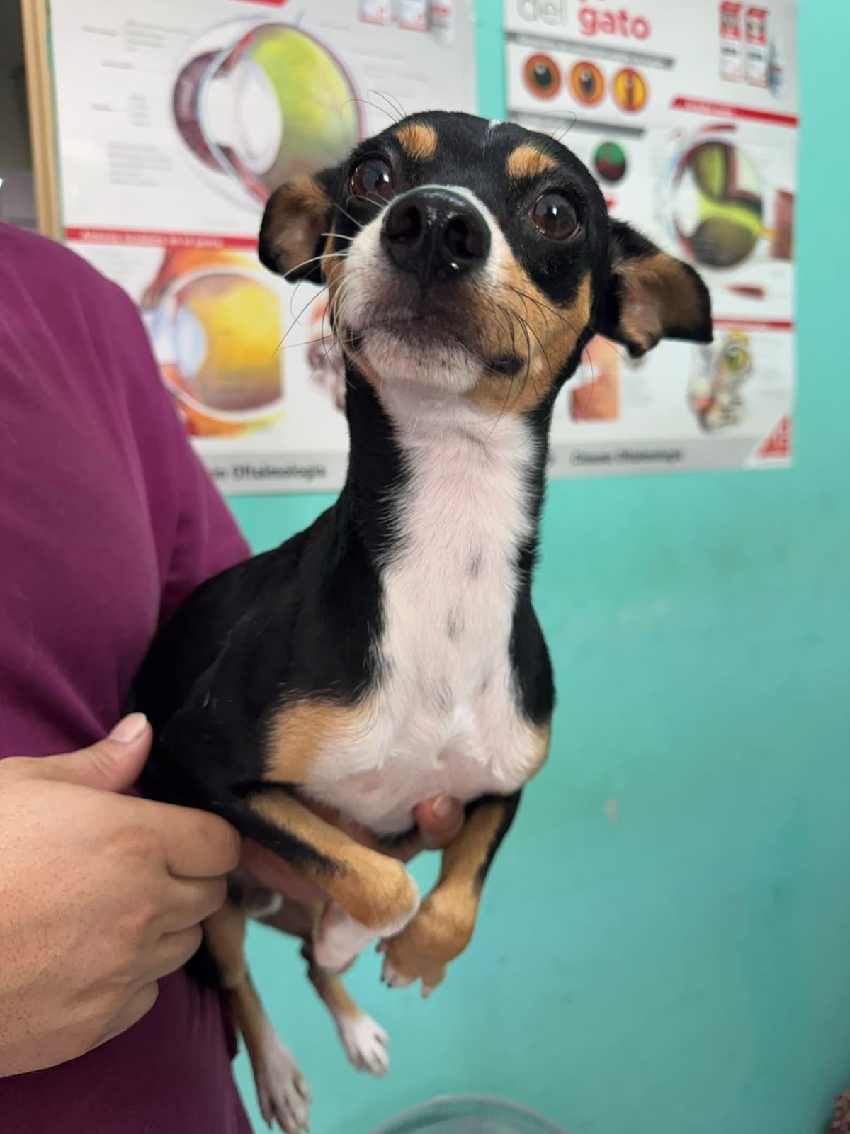 Simon, Adopted, Adult Male Chihuahua.