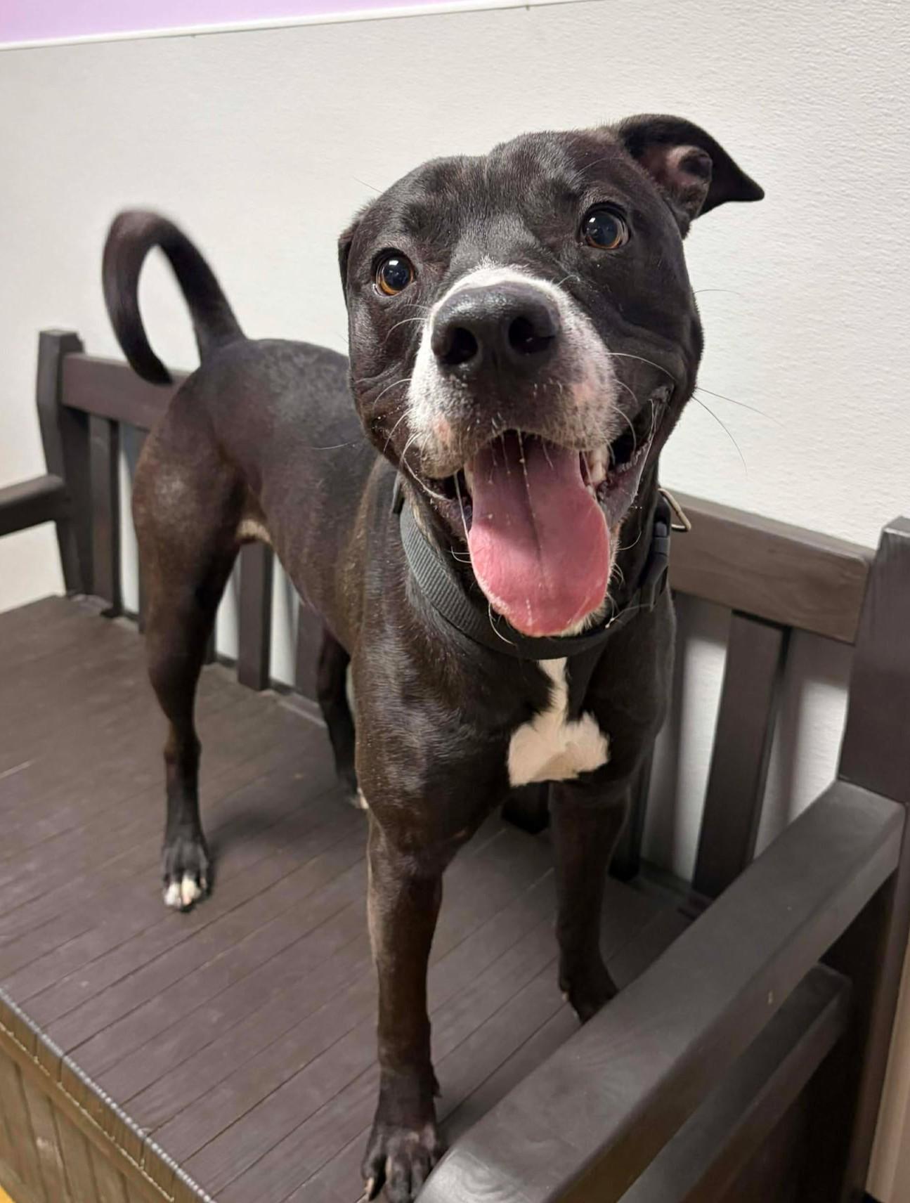 Enlarge Scooby Doo, a ADOPTABLE mixed breed in Maryville, MO image 2/4