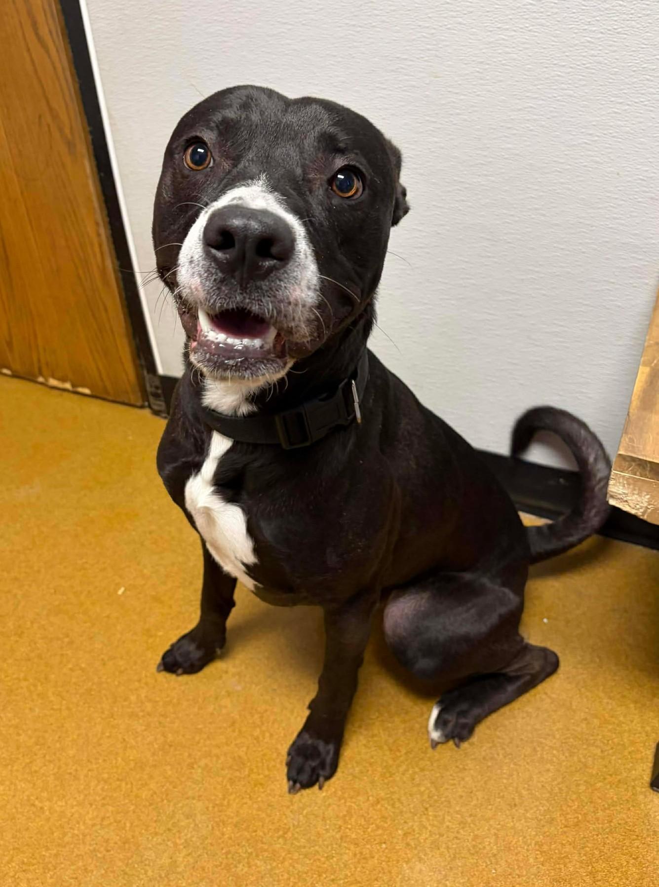 Enlarge Scooby Doo, a ADOPTABLE mixed breed in Maryville, MO image 4/4