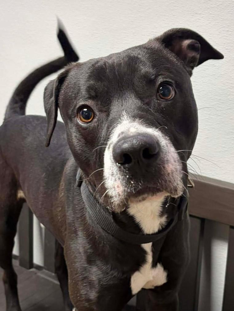 Enlarge Scooby Doo, a ADOPTABLE mixed breed in Maryville, MO image 3/4