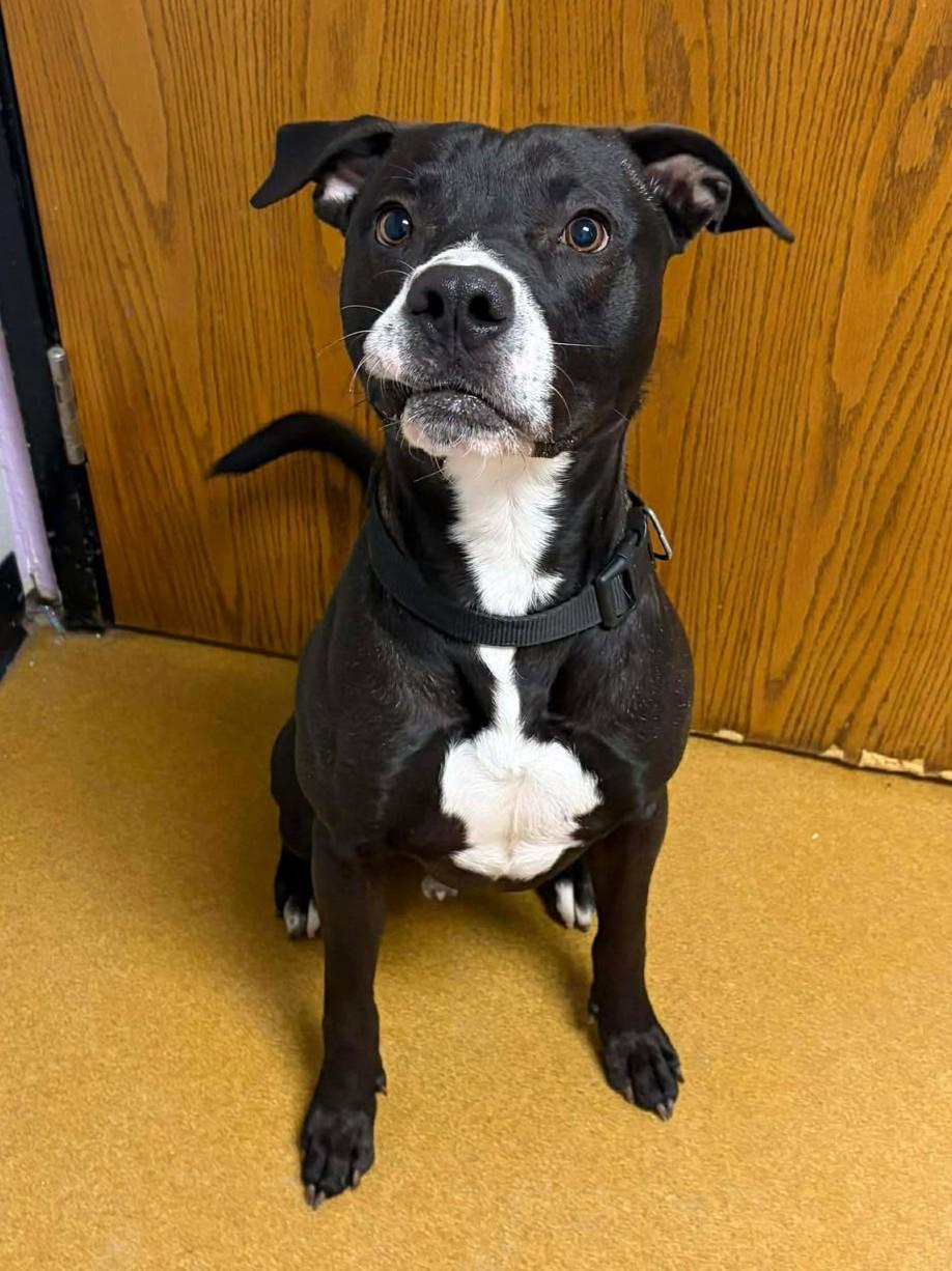 Scooby Doo, ADOPTABLE, Young Male Pit Bull Terrier & Labrador Retriever.