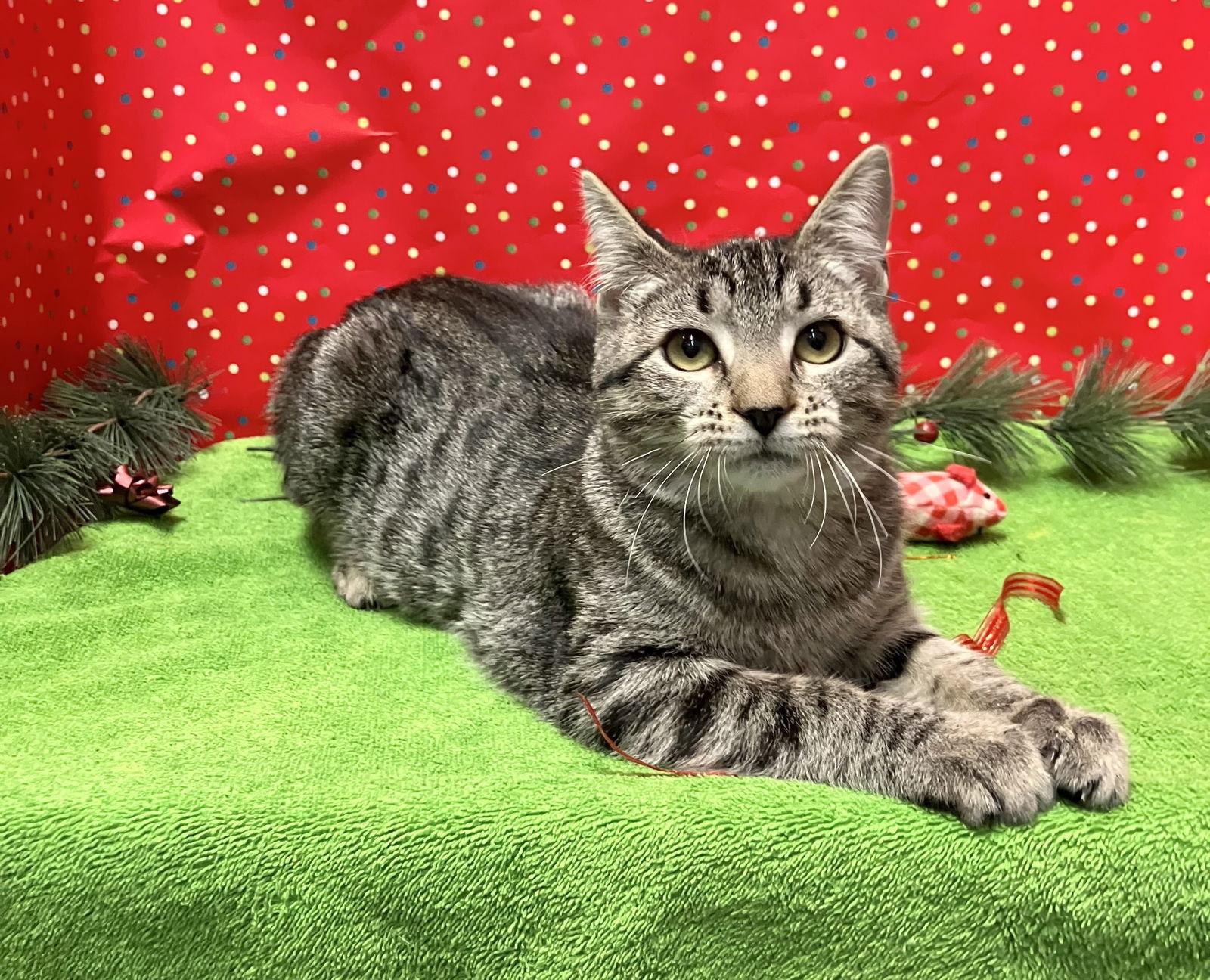 Tammy Wynette thumbnail 3