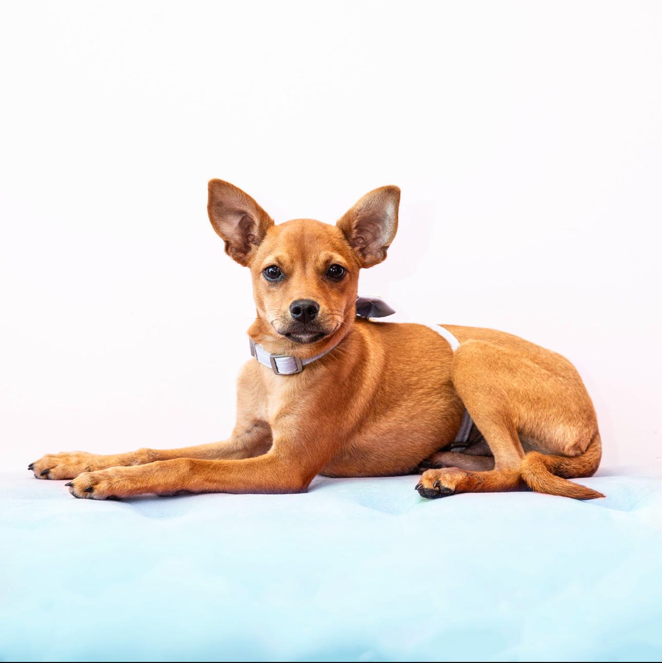 Charlie Brown Chihuahua Dog