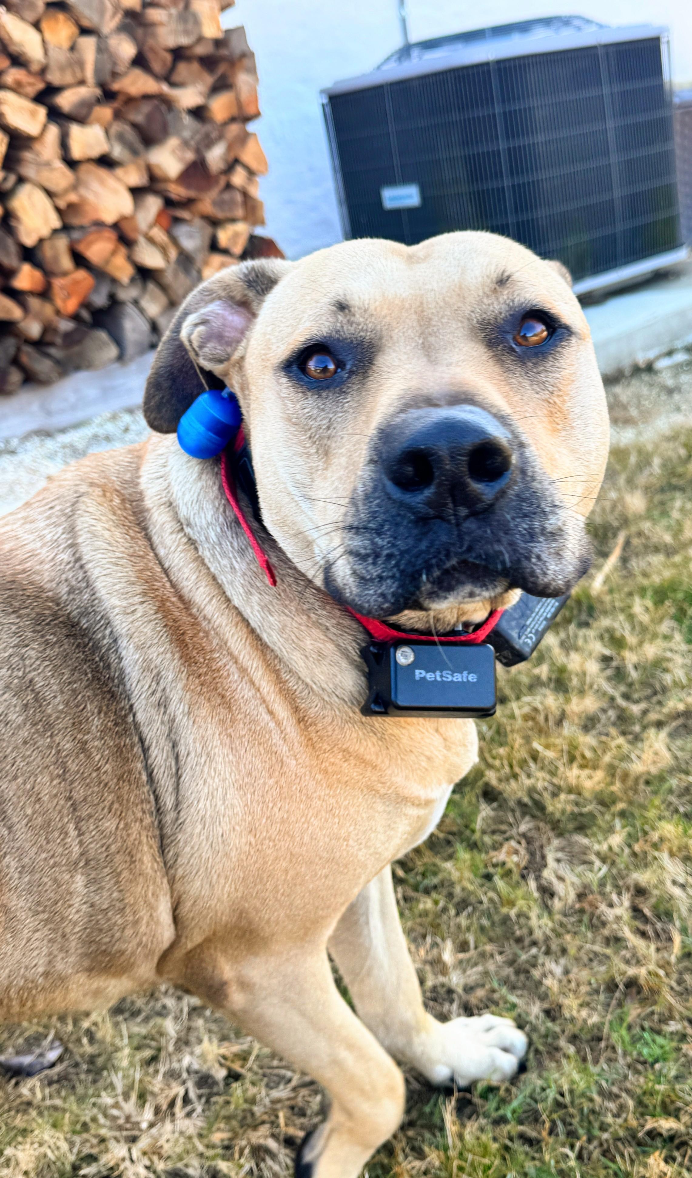 Bella, a Adoptable mixed breed in Baton Rouge, LA image 4/6