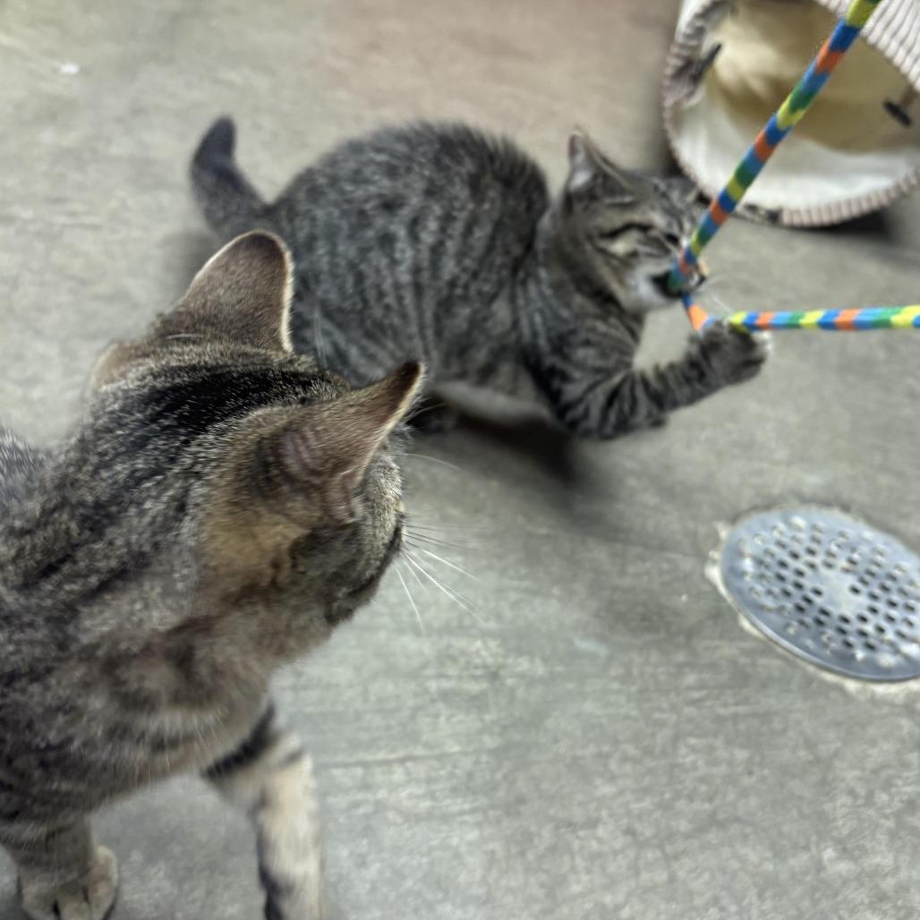 Enlarge Wendy, a Adoptable Domestic Short Hair in Waynesburg, PA image 3/6