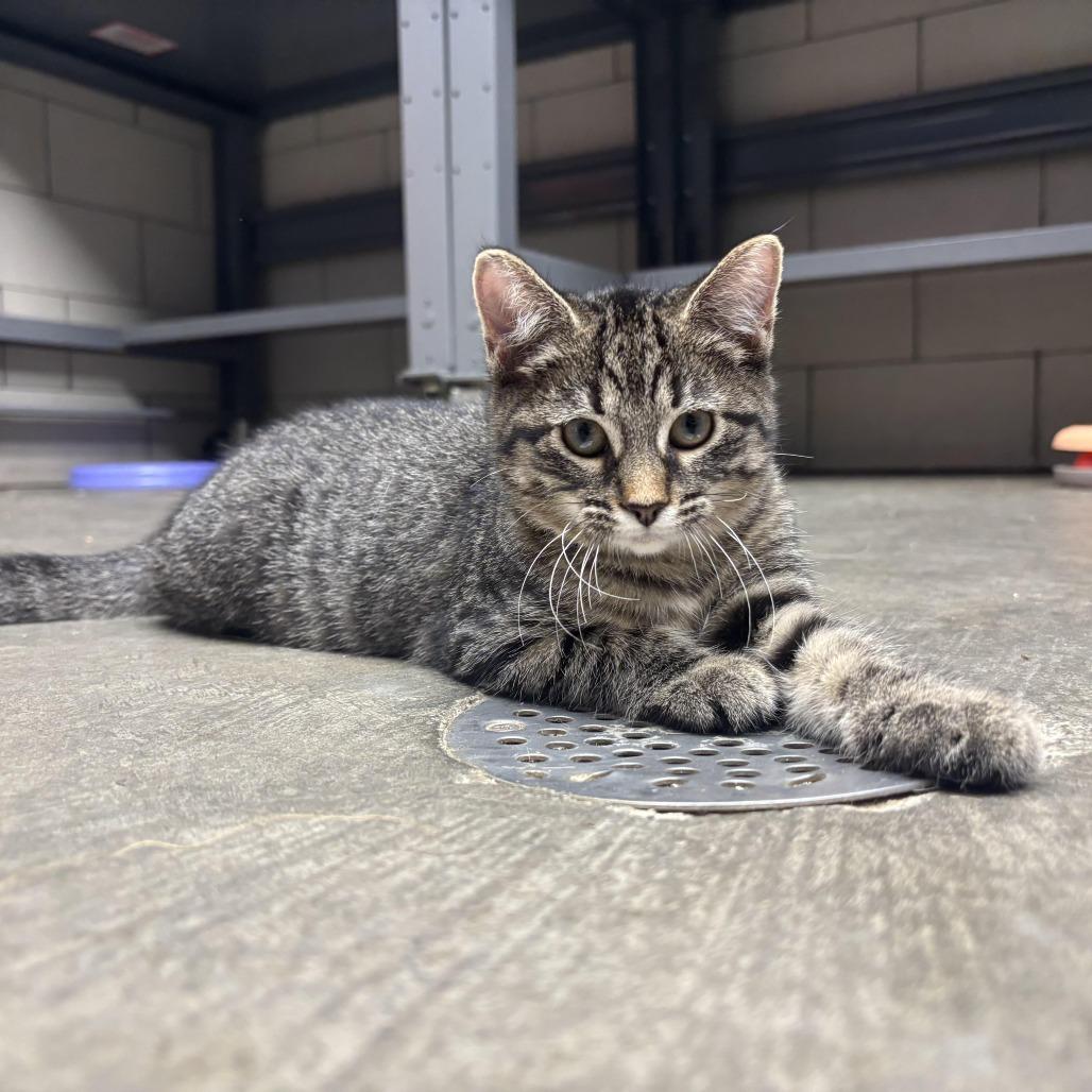 Enlarge Wendy, a Adoptable Domestic Short Hair in Waynesburg, PA image 2/6