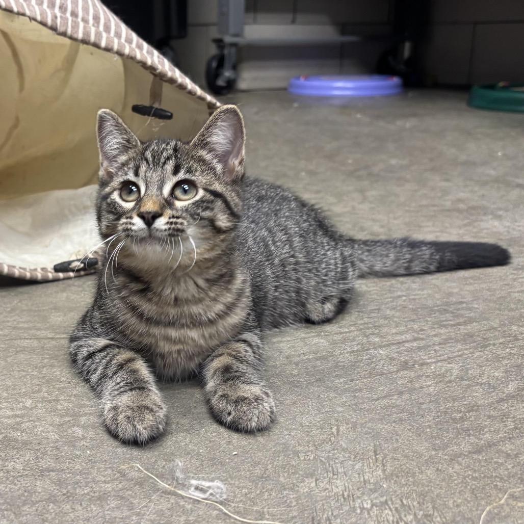 Enlarge Wendy, a Adoptable Domestic Short Hair in Waynesburg, PA image 5/6