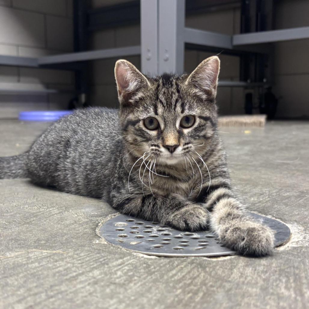 Wendy, Adoptable, Kitten Female Domestic Short Hair.