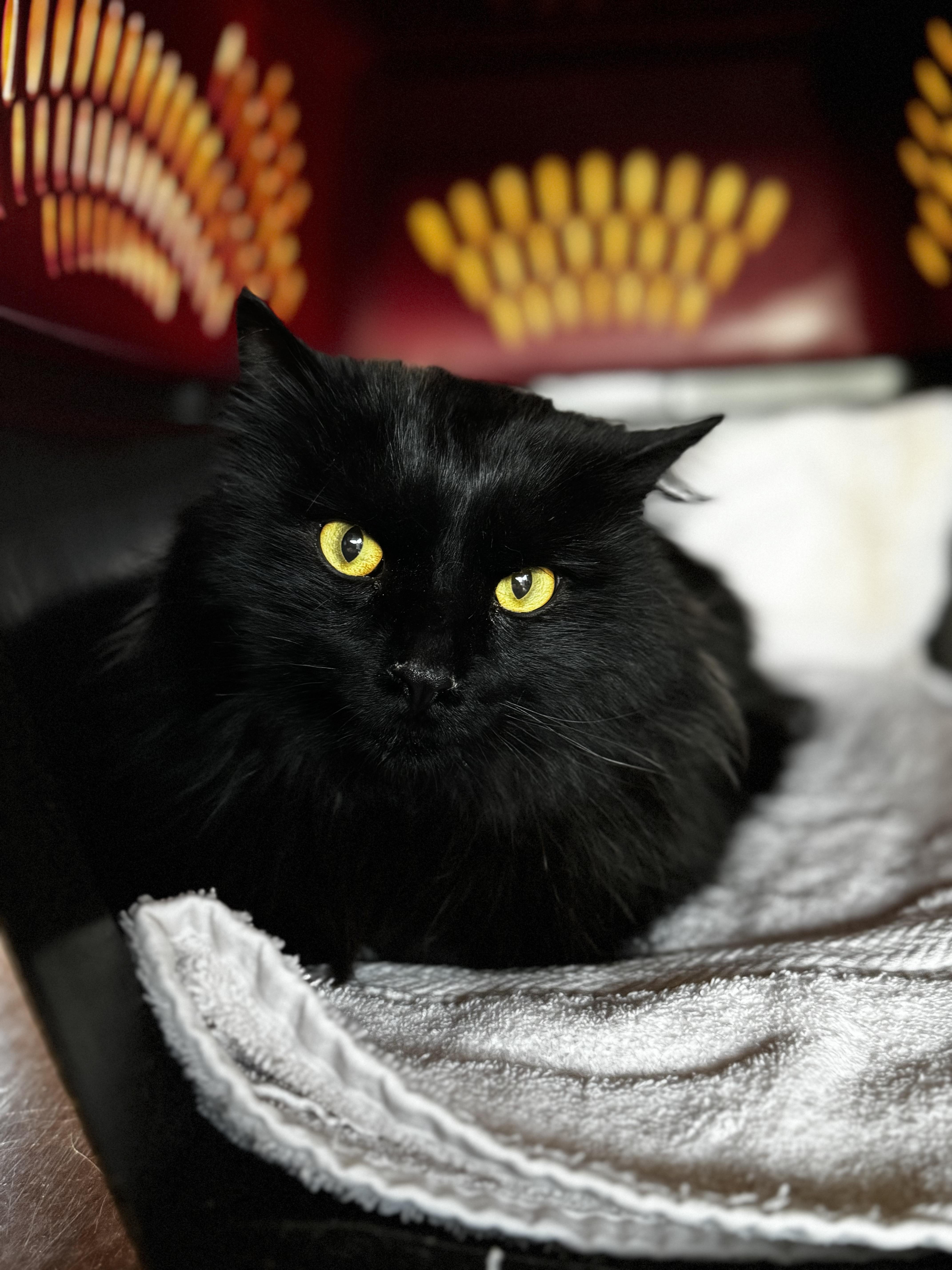 Enlarge Zephyr James, a Adoptable Domestic Medium Hair in Roberts Creek, BC image 3/4
