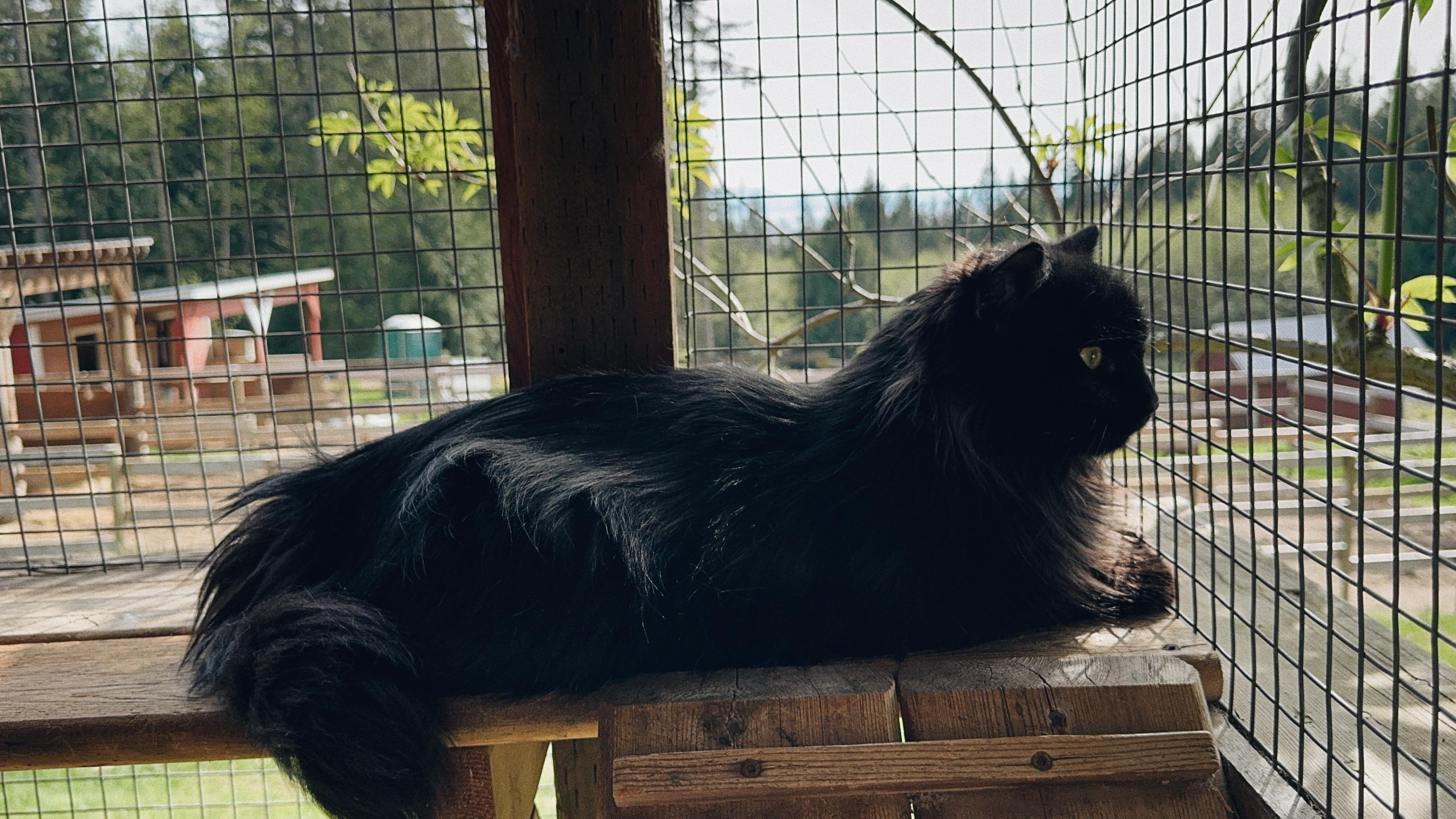 Zephyr James, an adoptable Domestic Medium Hair in Roberts Creek, BC, V0N 2W6 | Photo Image 4