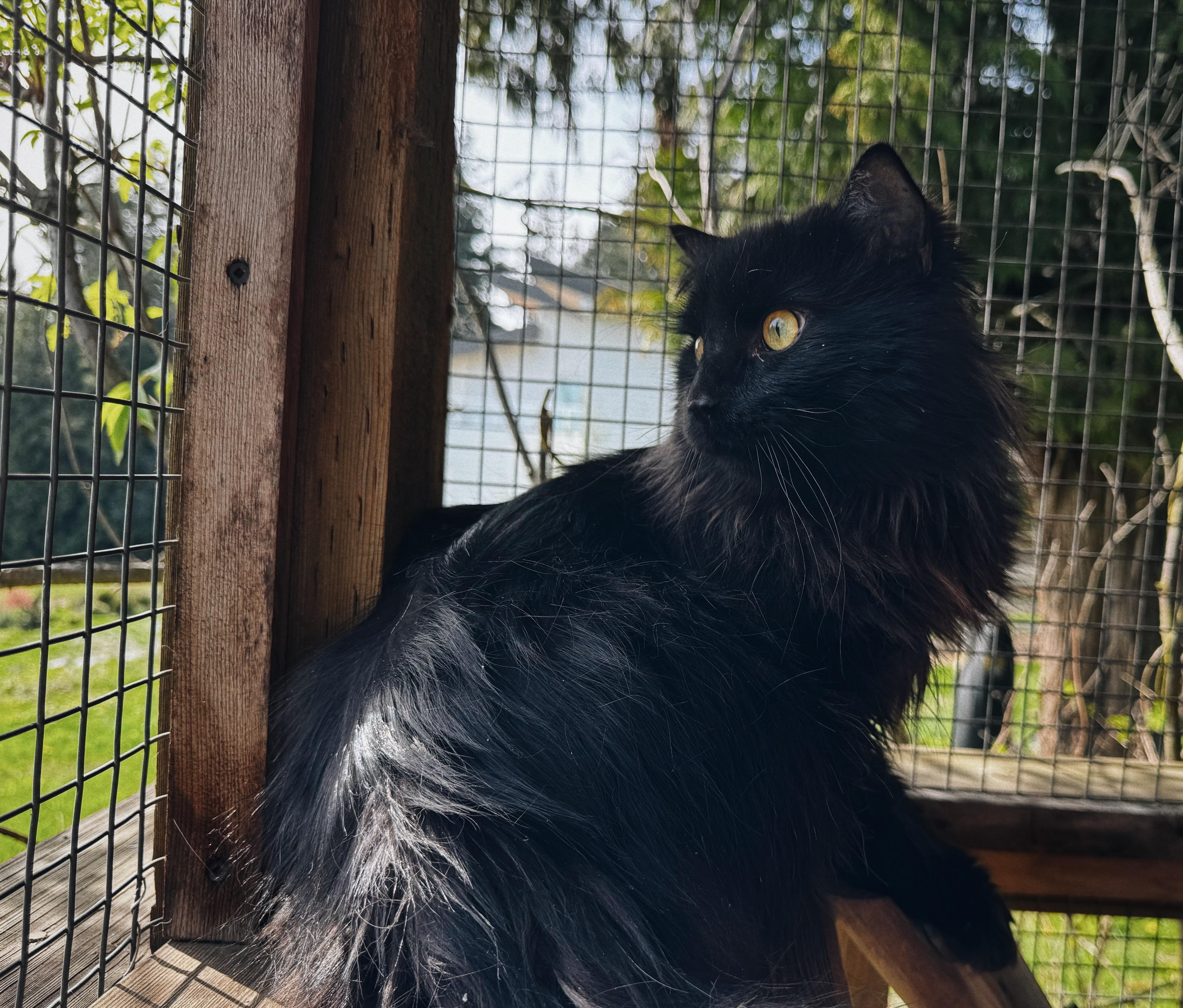 Enlarge Zephyr James, a Adoptable Domestic Medium Hair in Roberts Creek, BC image 2/4