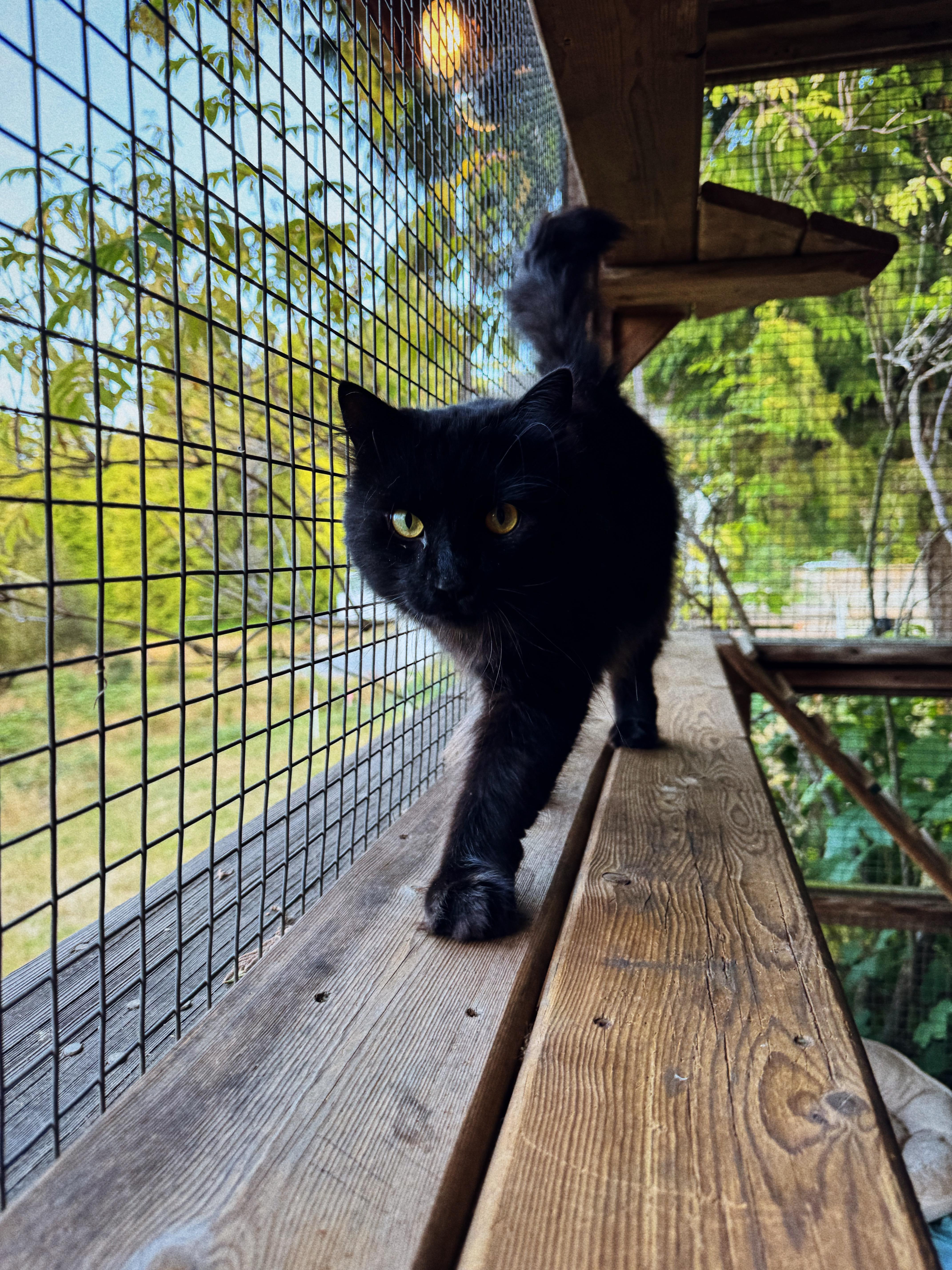 Zephyr James, an adoptable Domestic Medium Hair in Roberts Creek, BC, V0N 2W6 | Photo Image 1
