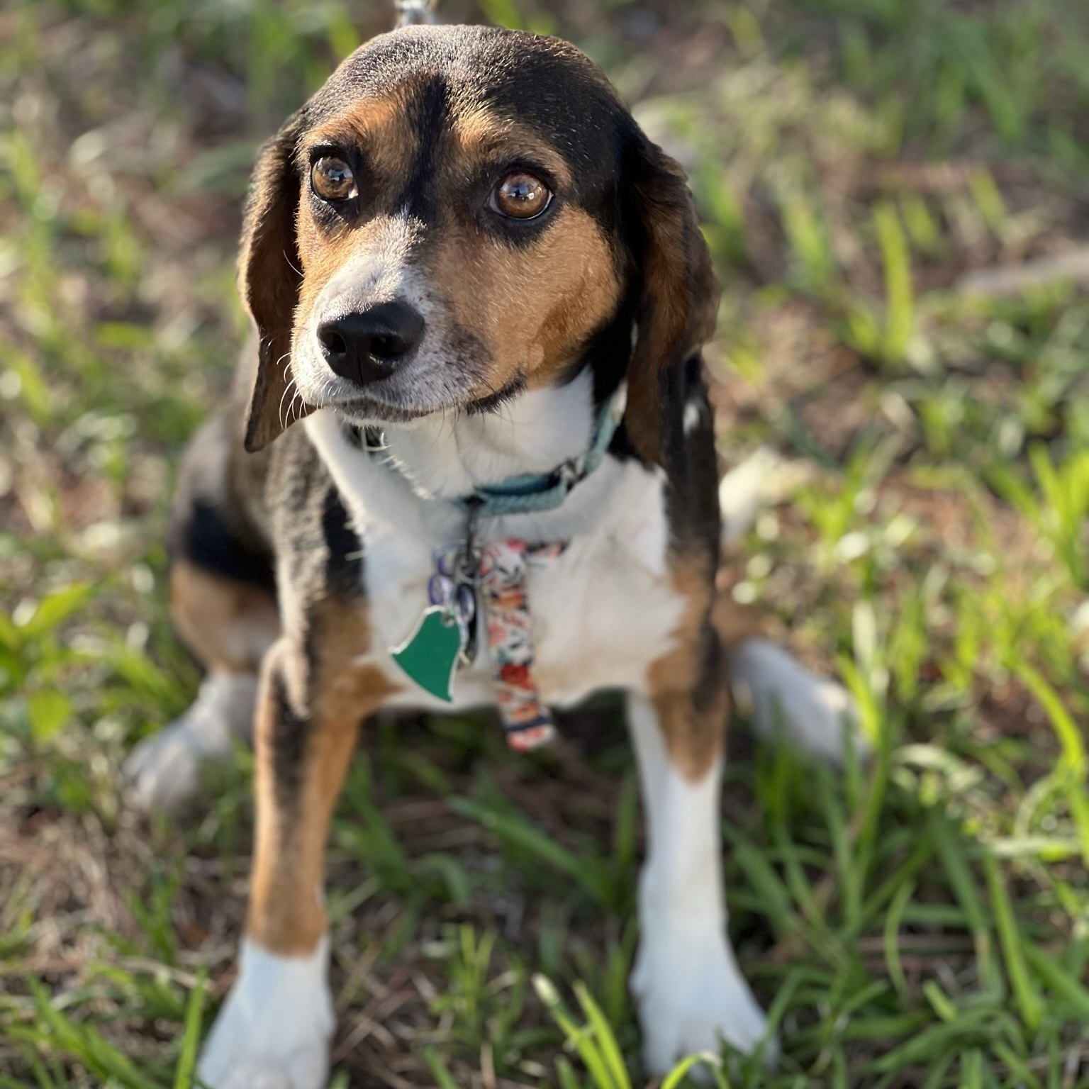 LinnieLu, a Adopted Beagle in Memphis, TN image 1/12