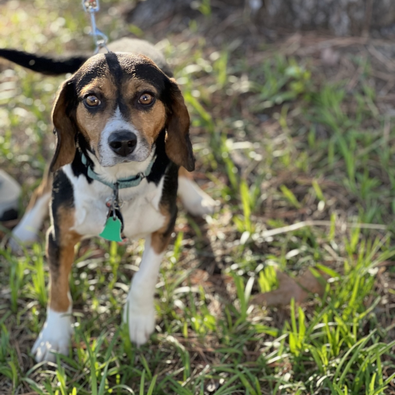 LinnieLu, a Adopted Beagle in Memphis, TN image 2/12