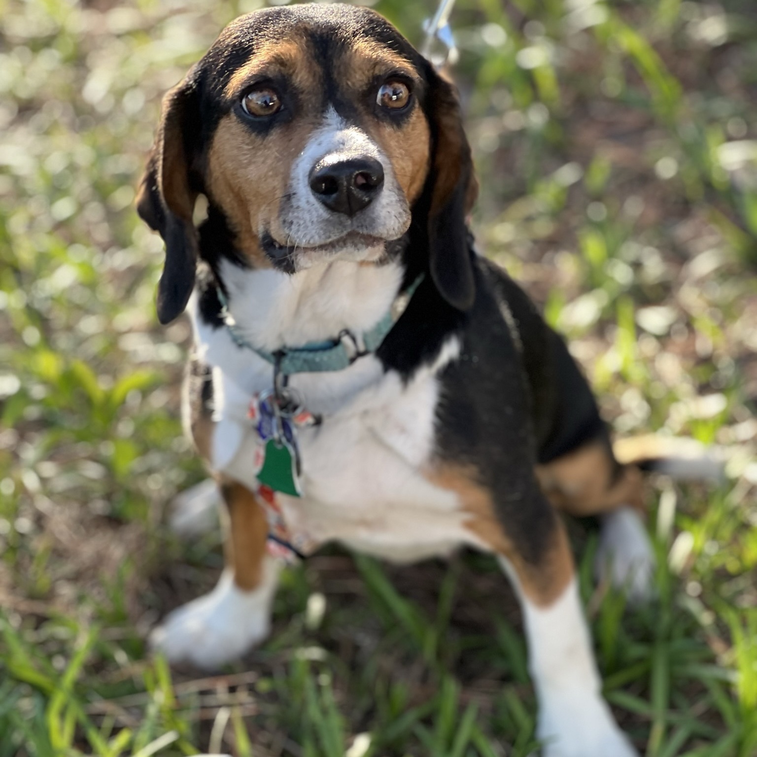 LinnieLu, a Adopted Beagle in Memphis, TN image 3/12
