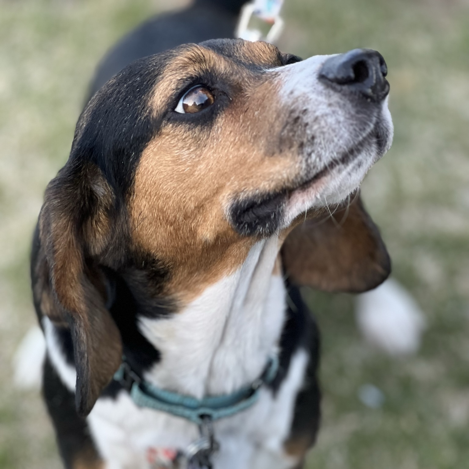 LinnieLu, a Adopted Beagle in Memphis, TN image 4/12