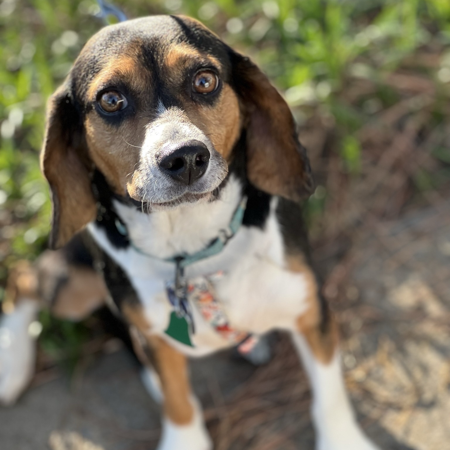 LinnieLu, a Adopted Beagle in Memphis, TN image 5/12
