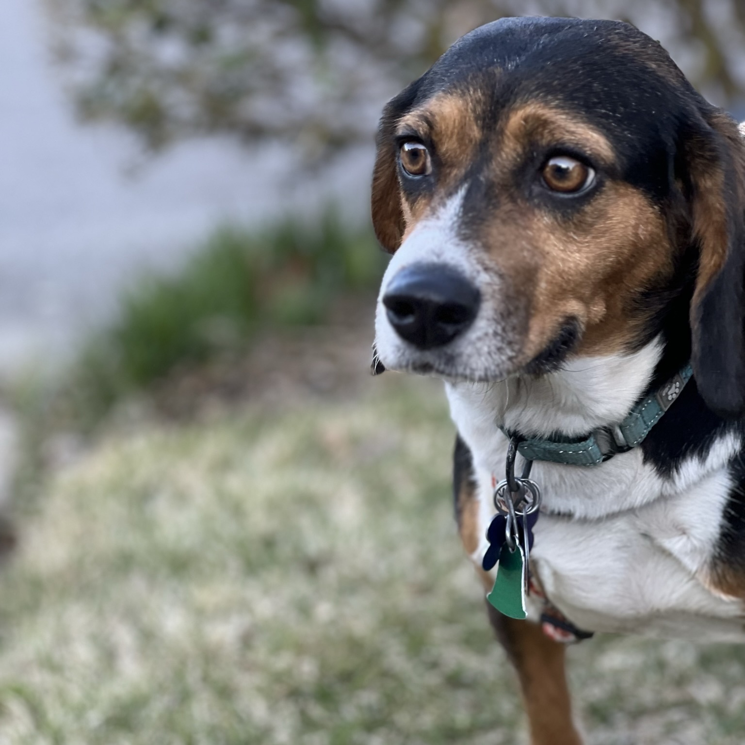 LinnieLu, a Adopted Beagle in Memphis, TN image 6/12