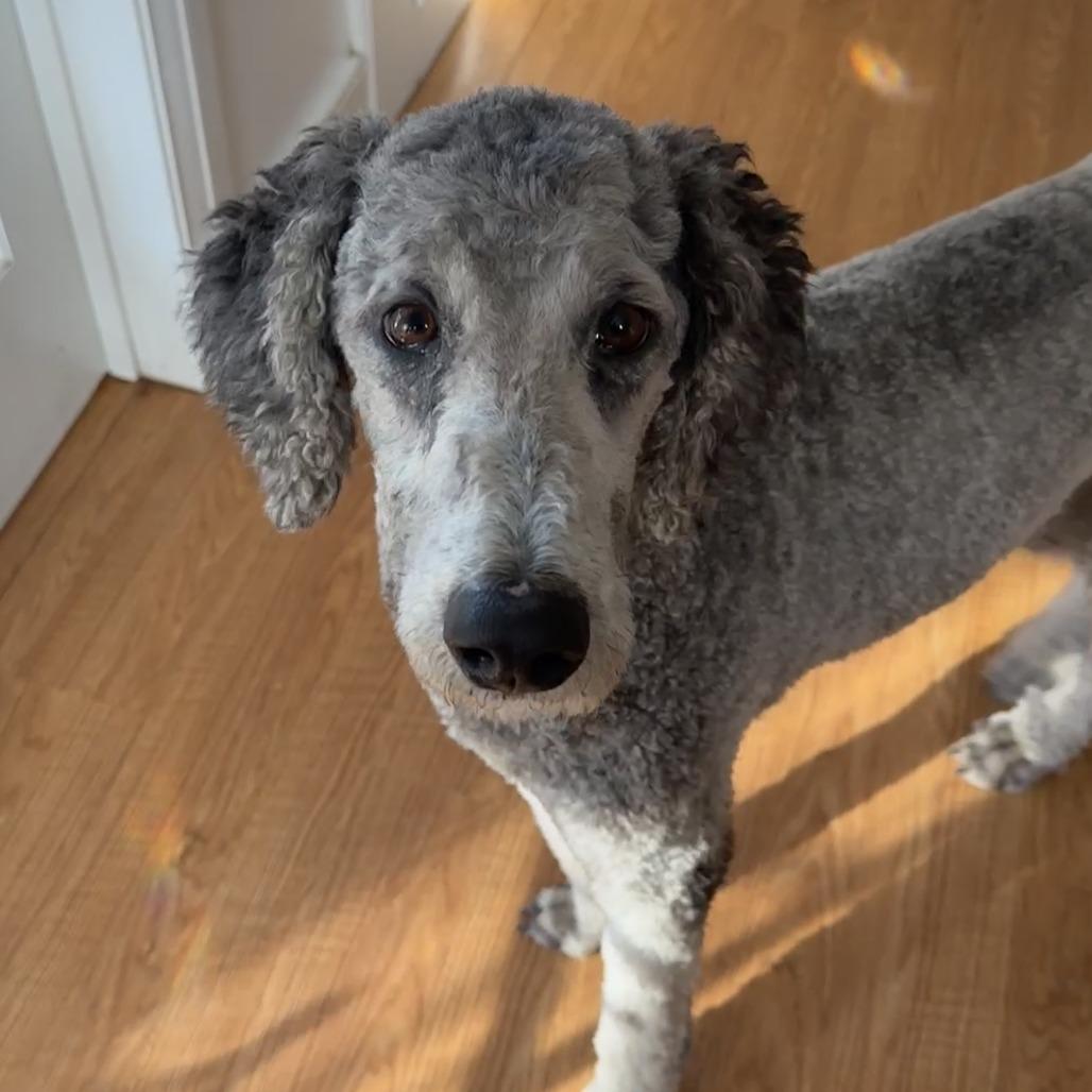 Enlarge Nyla, a Adoptable mixed breed in Sonoma, CA image 1/6