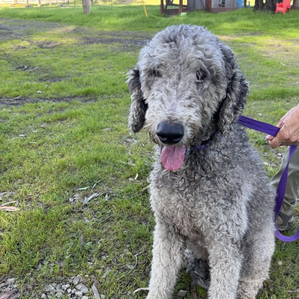 Enlarge Nyla, a Adoptable mixed breed in Sonoma, CA image 2/6