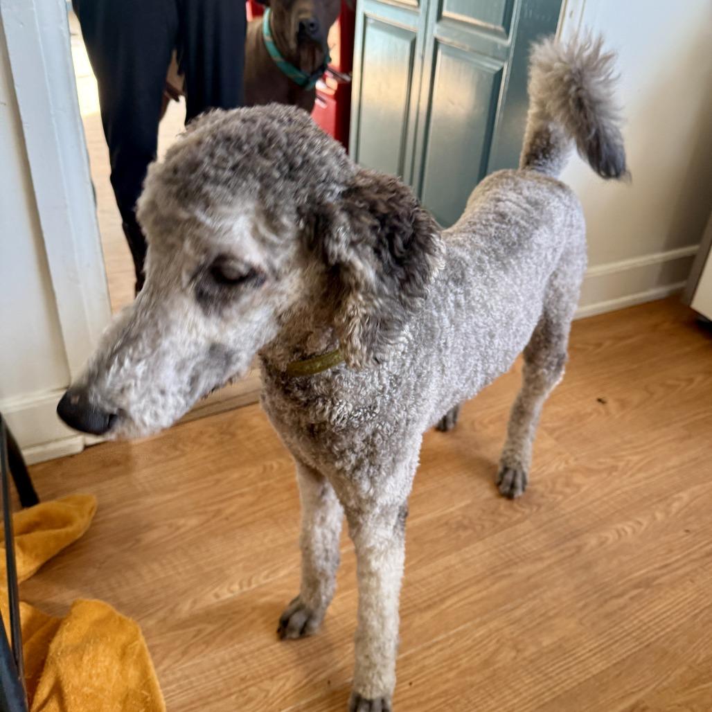 Enlarge Nyla, a Adoptable mixed breed in Sonoma, CA image 3/6