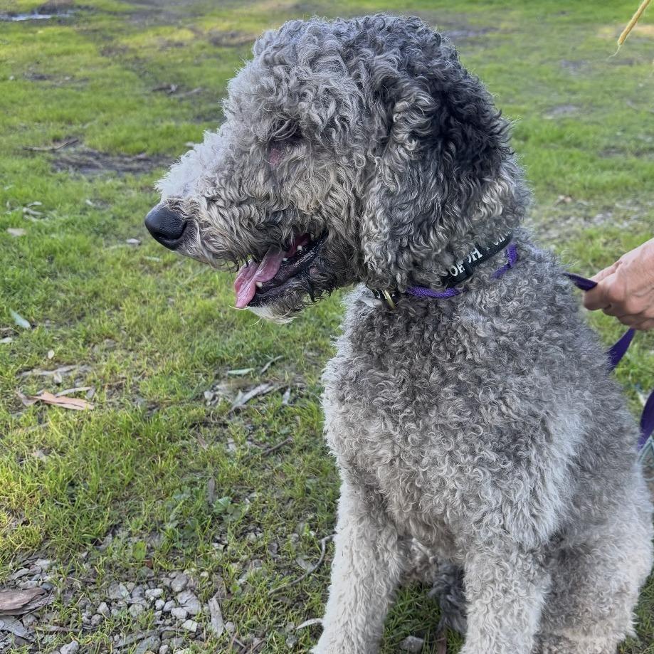 Enlarge Nyla, a Adoptable mixed breed in Sonoma, CA image 4/6