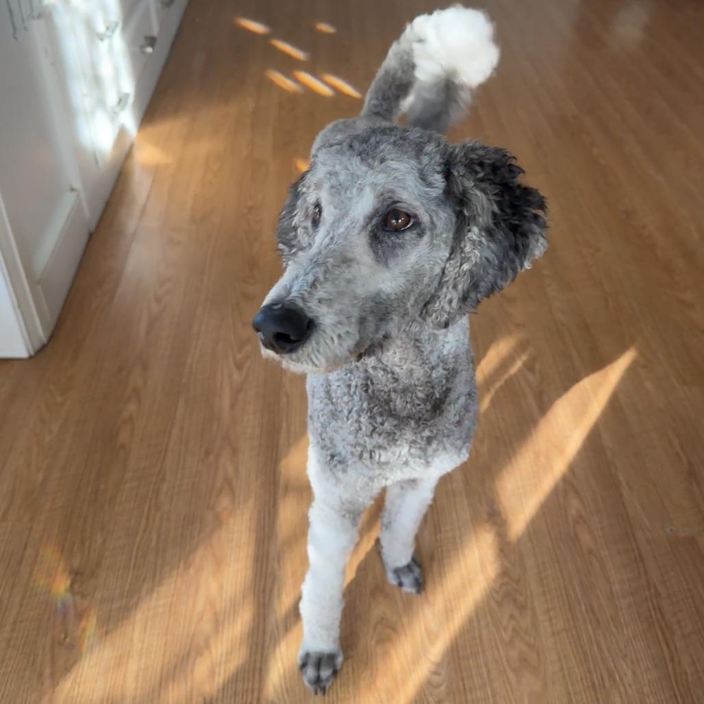 Enlarge Nyla, a Adoptable mixed breed in Sonoma, CA image 5/6