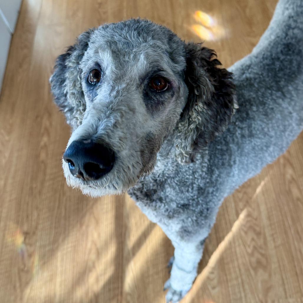 Enlarge Nyla, a Adoptable mixed breed in Sonoma, CA image 6/6