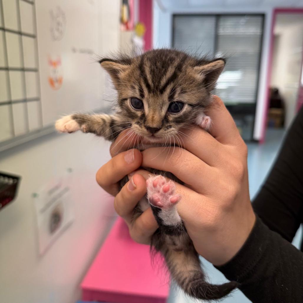 Enlarge Little Trickster 4, a Adoptable Domestic Short Hair in Austin, TX image 1/1