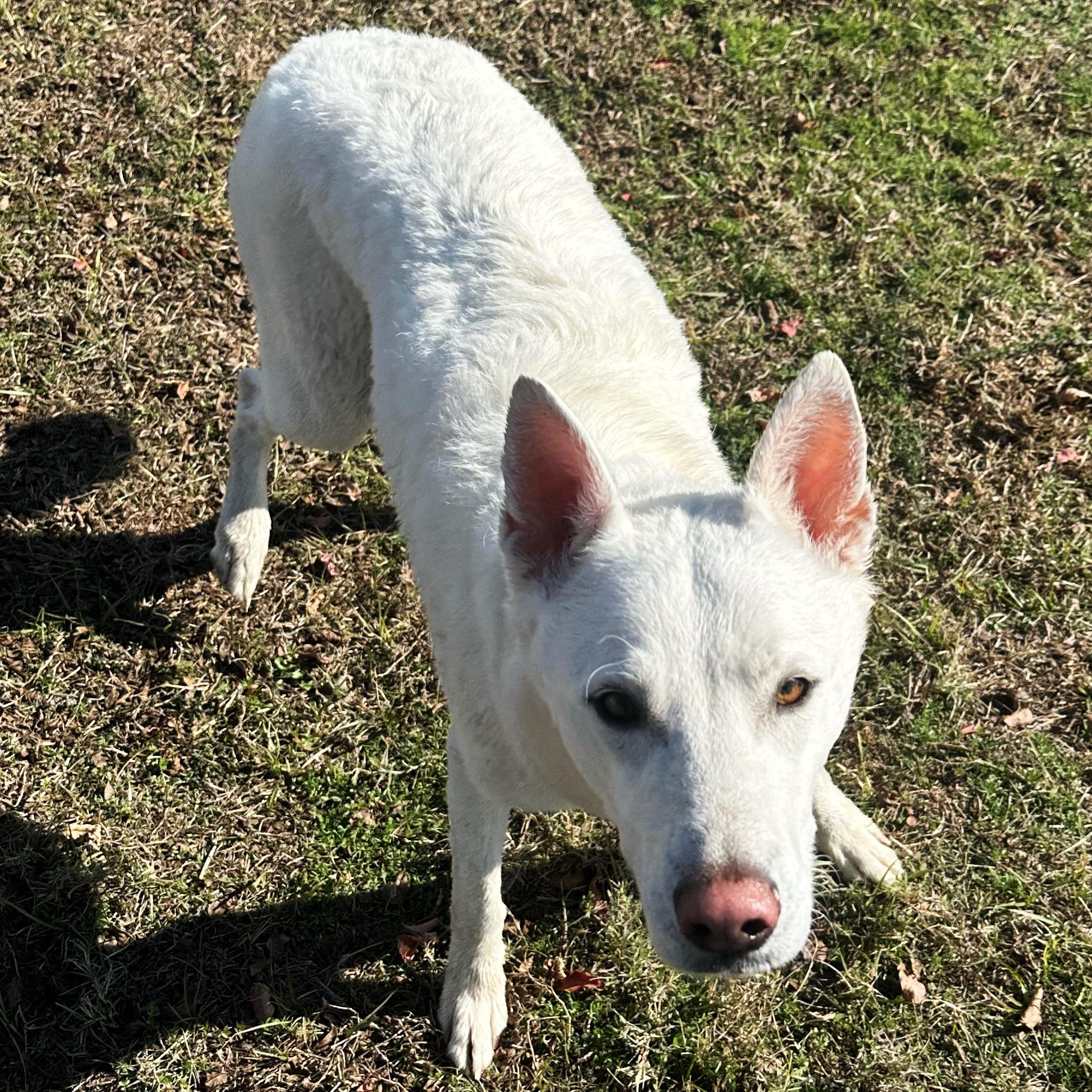 Koda, adoptable, Young Male German Shepherd Dog.
