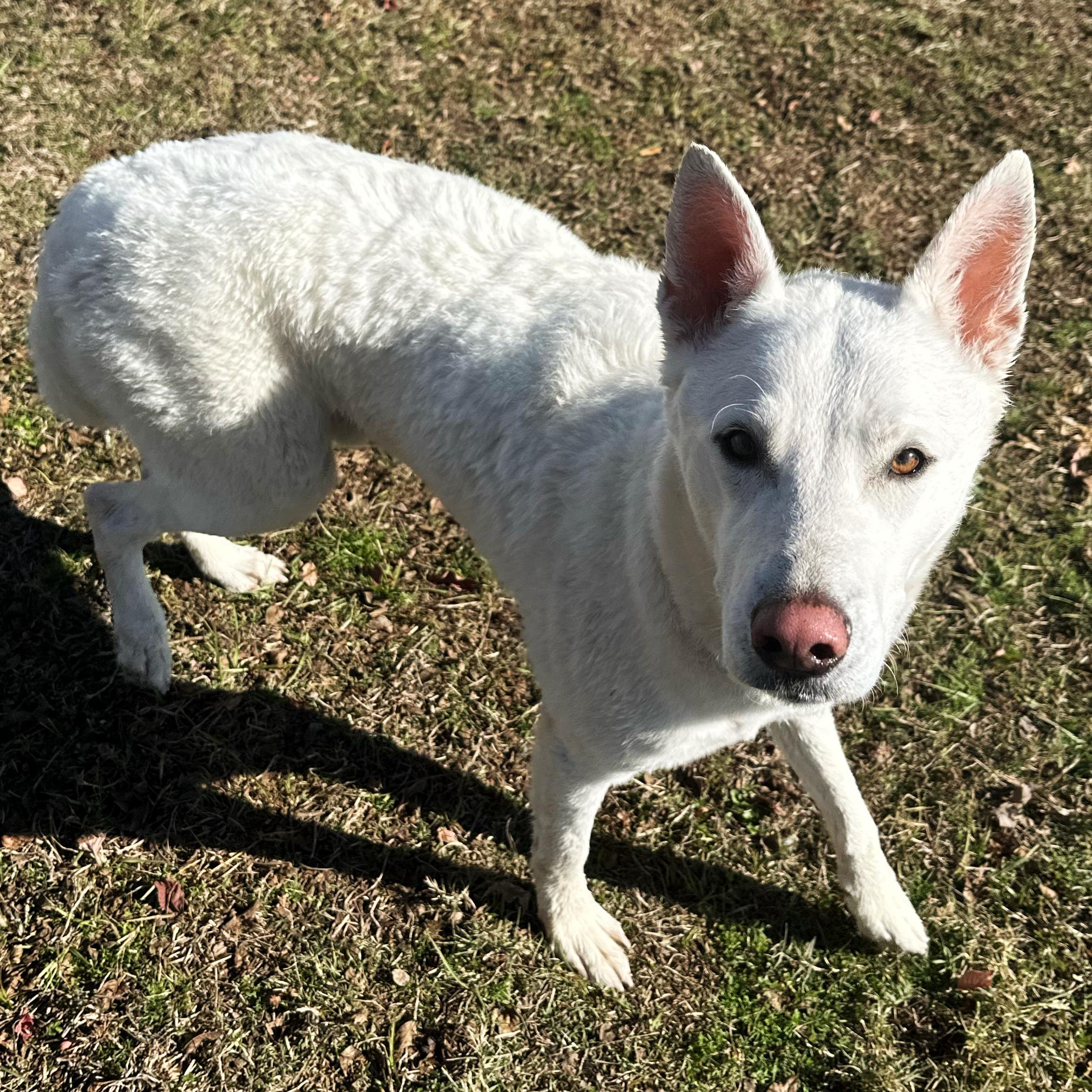 Enlarge Koda, an adoptable mixed breed in Valdosta, GA image 3/5