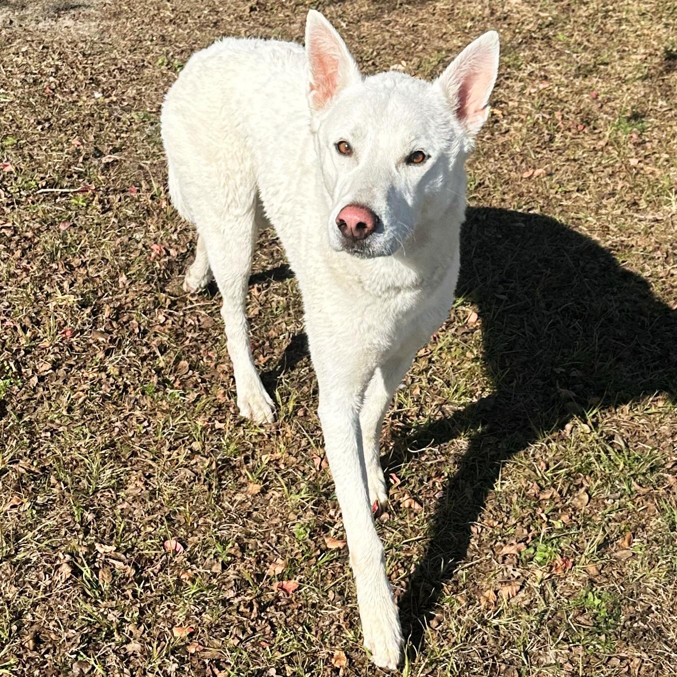 Enlarge Koda, an adoptable mixed breed in Valdosta, GA image 5/5