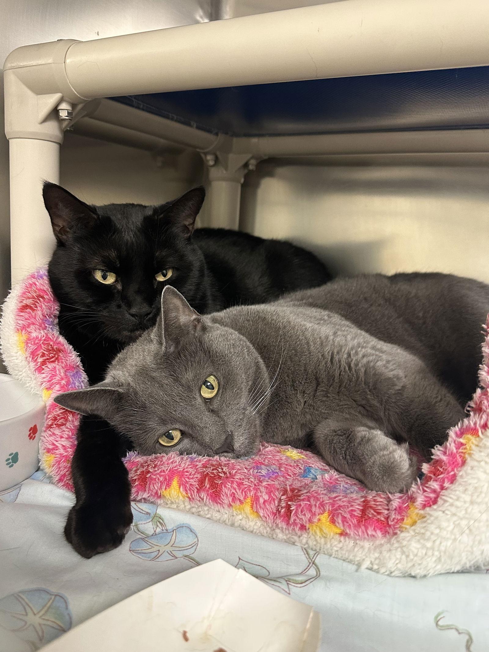 Luna *bonded pair*-pending, Adopted, Adult Female Domestic Short Hair.