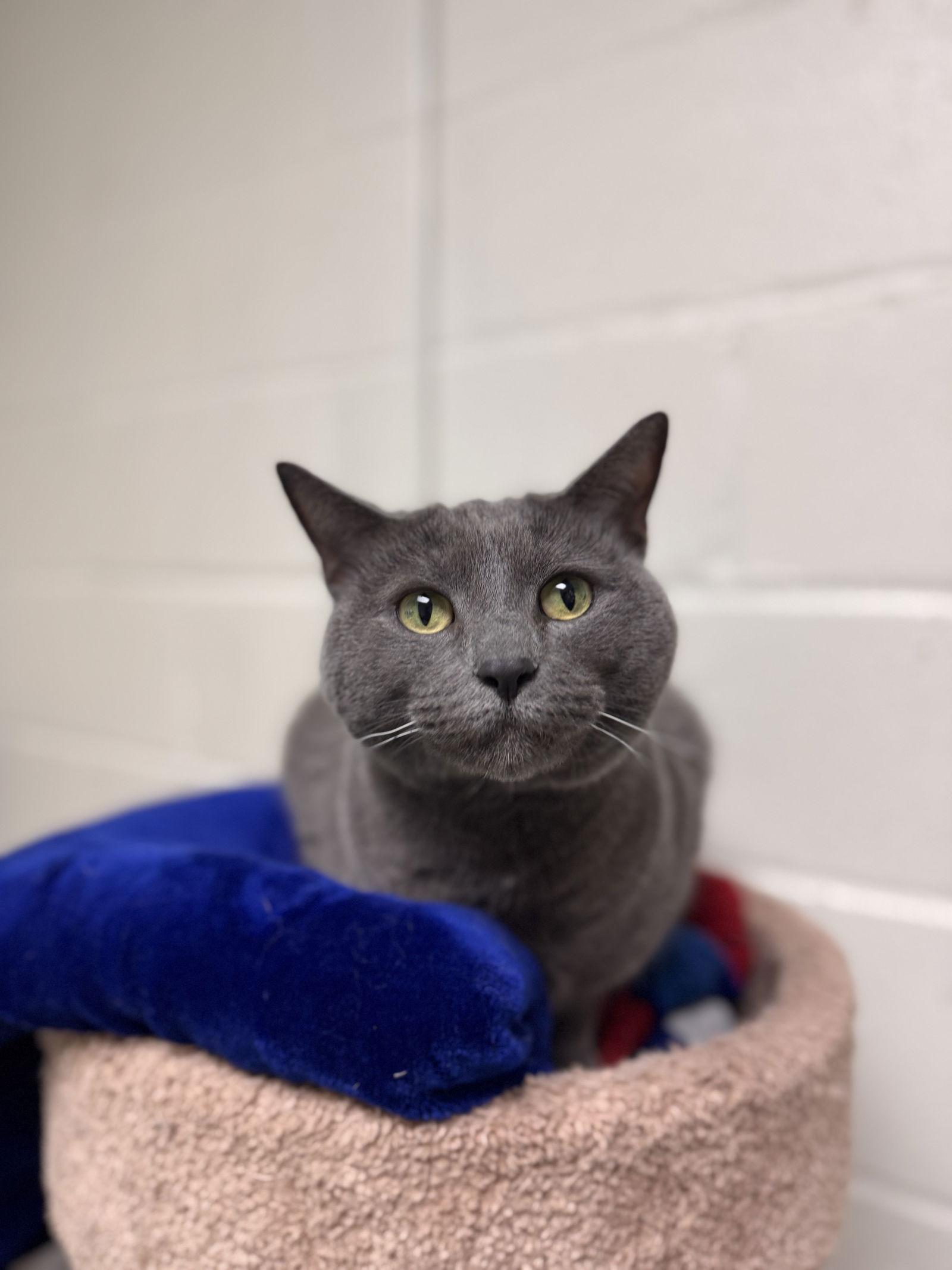 Enlarge Luna *bonded pair*-pending, a Adopted Domestic Short Hair in Brick, NJ image 3/3