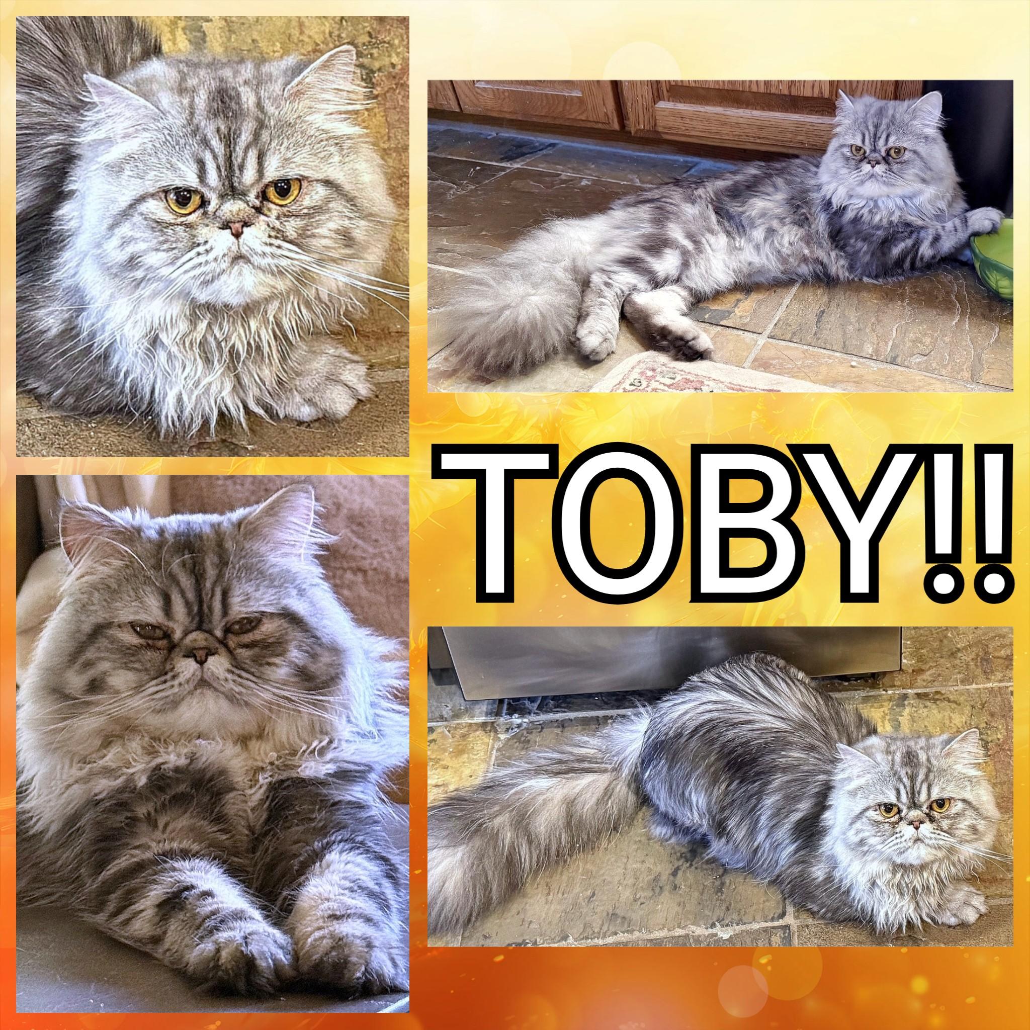 Toby!!