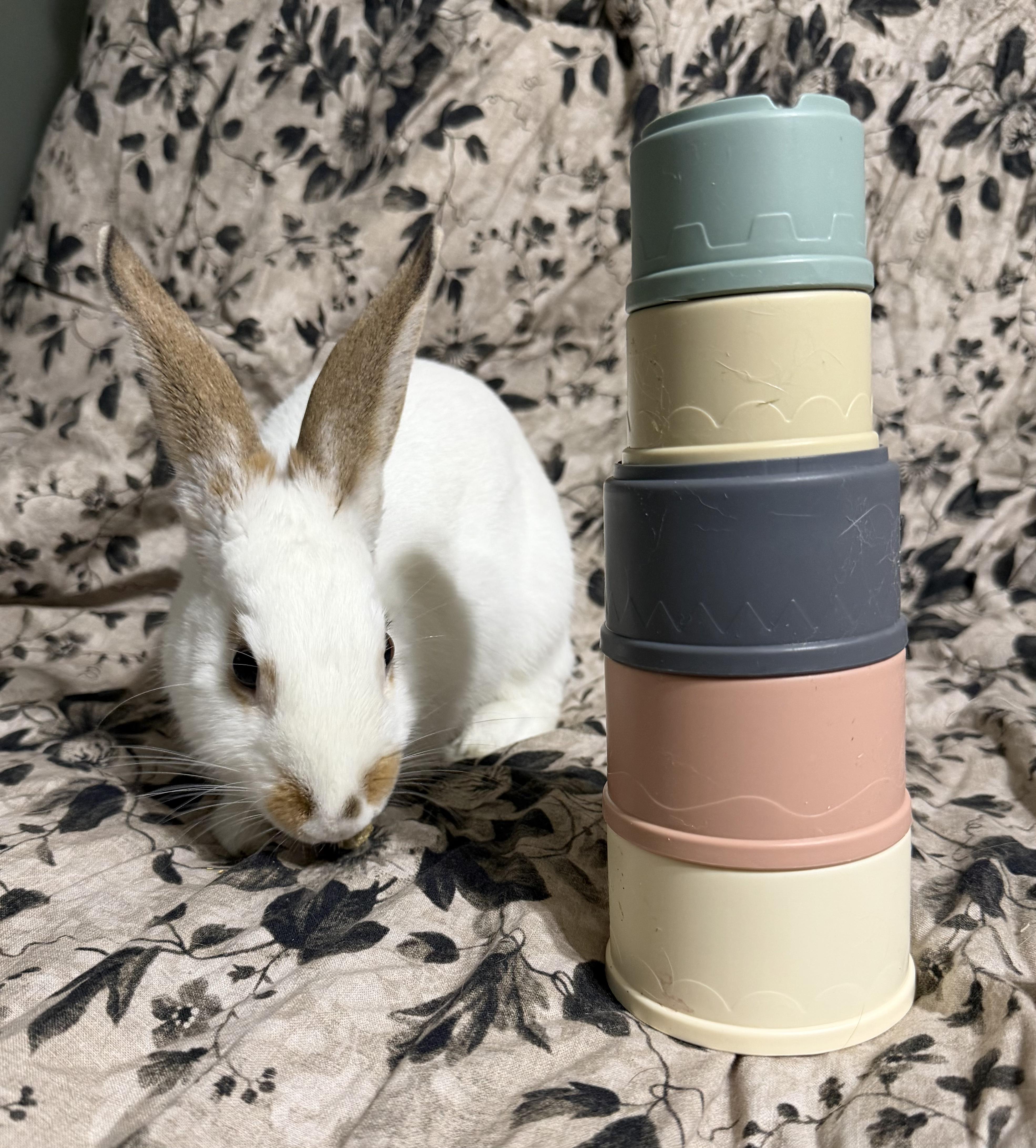 Enlarge Echo, a Adoptable American in West Chester, OH image 2/4