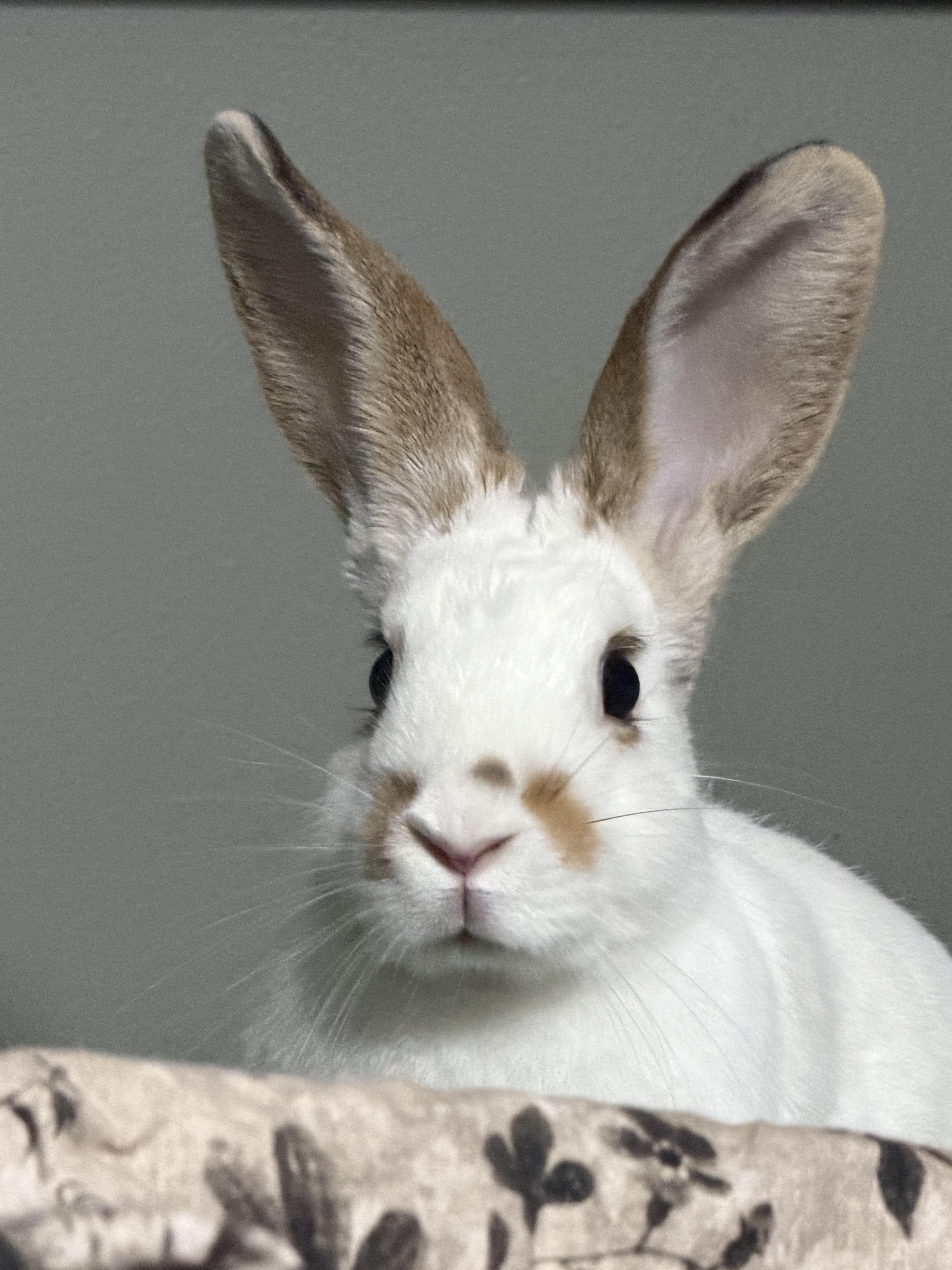 Enlarge Echo, a Adoptable American in West Chester, OH image 4/4