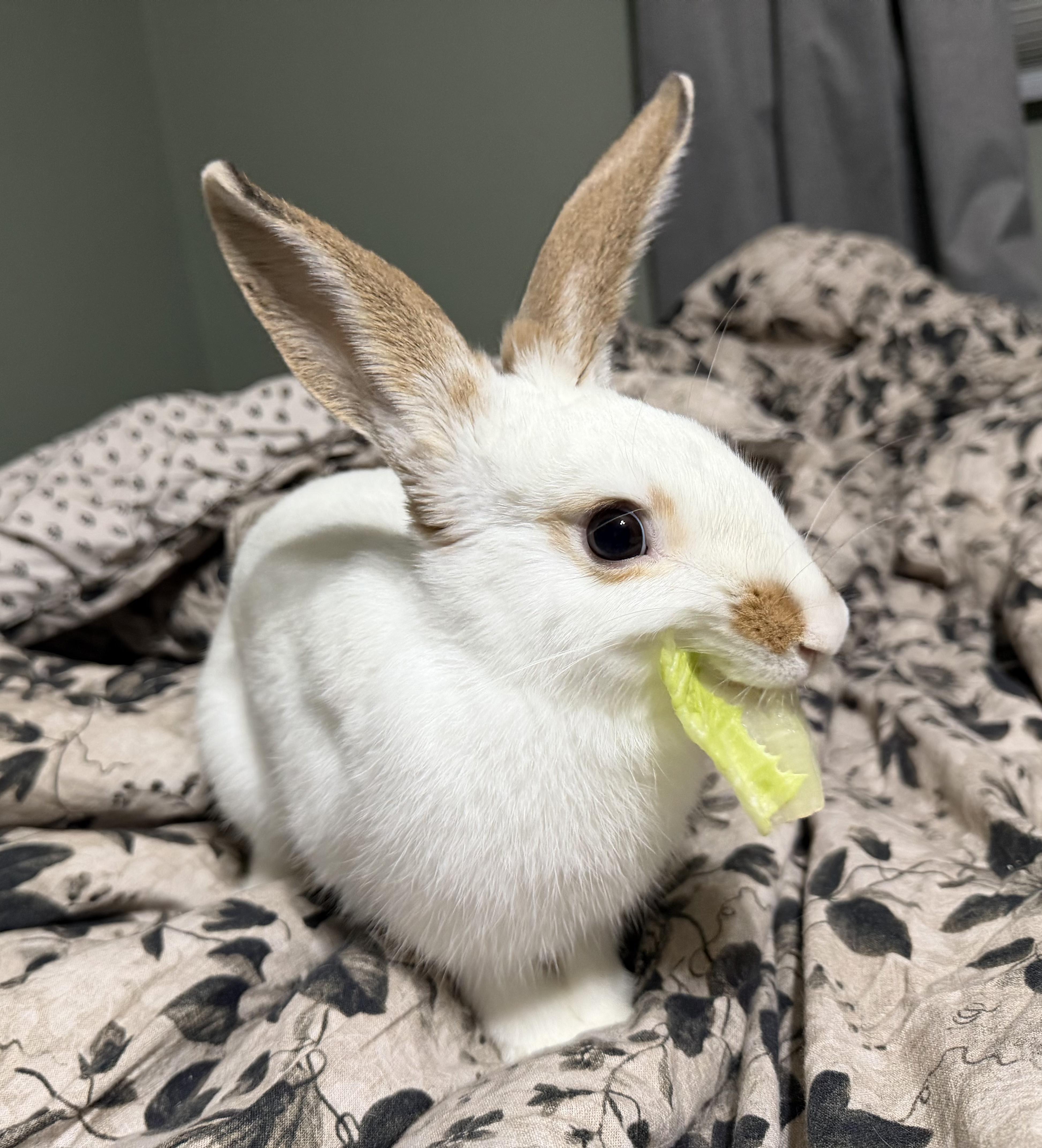 Echo, Adoptable, Young Male American.