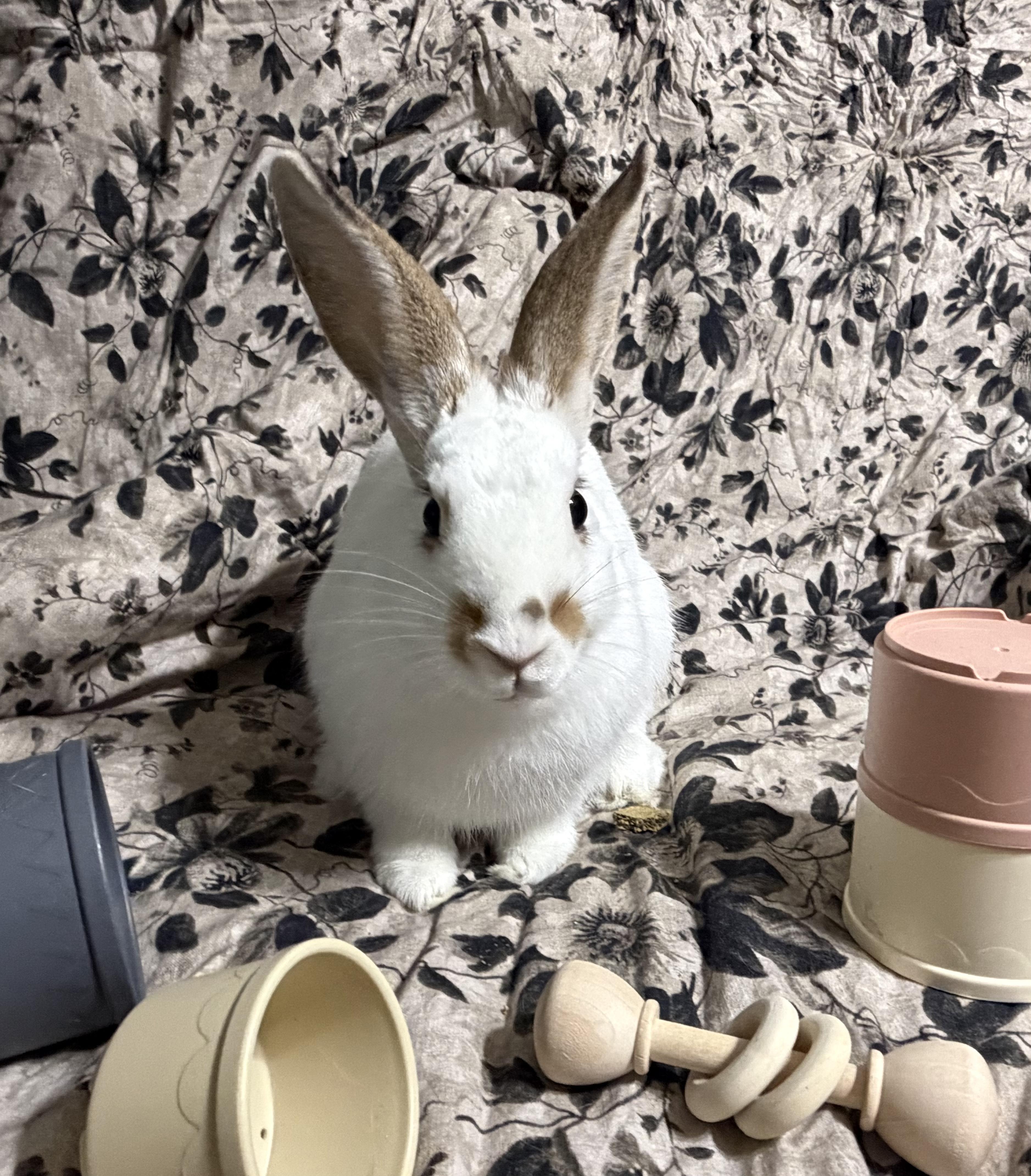 Enlarge Echo, a Adoptable American in West Chester, OH image 3/4