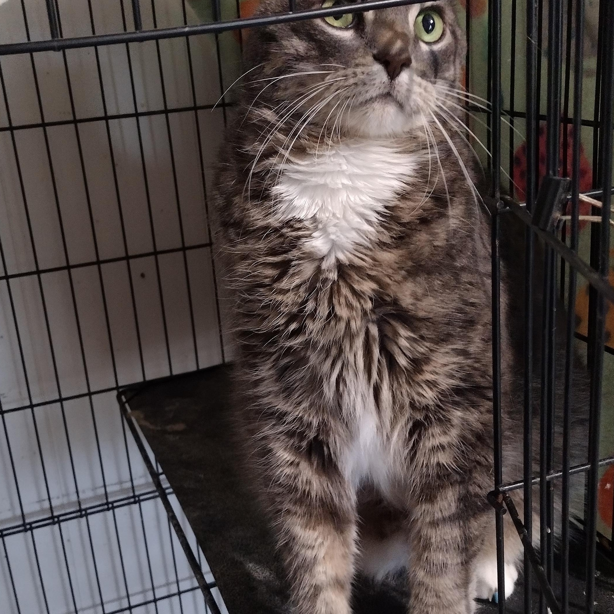 Enlarge Maurice, a Adoptable Domestic Short Hair in Mineola, TX image 1/1