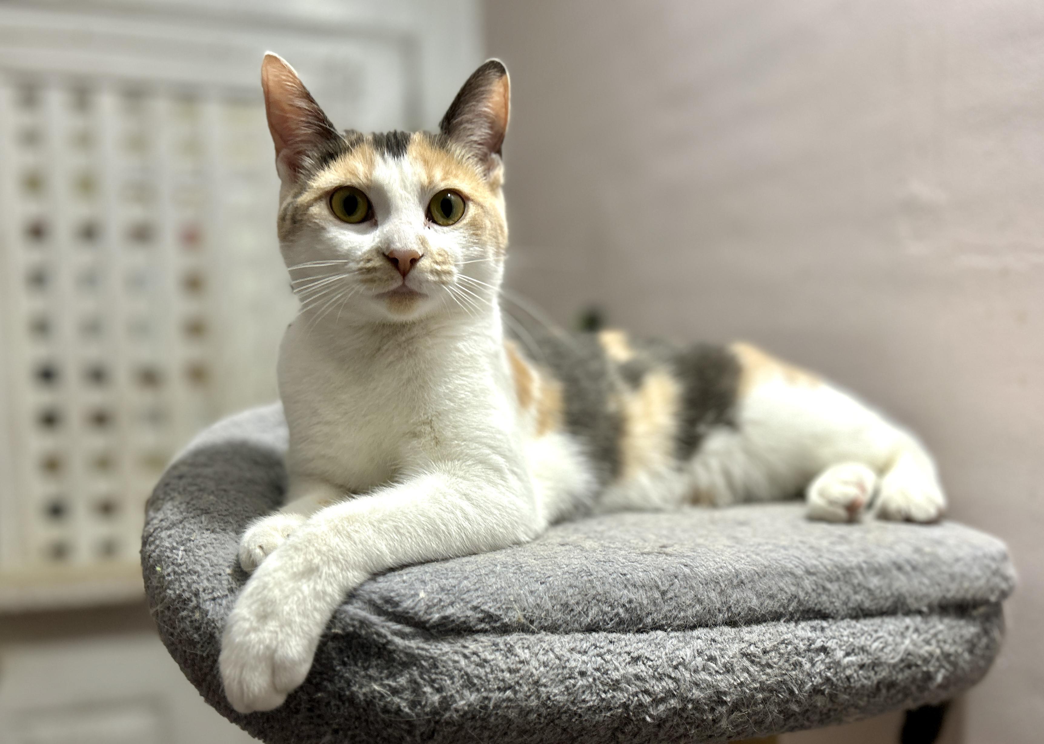 Enlarge Alice, a ADOPTABLE Domestic Short Hair in Guelph, ON image 4/4