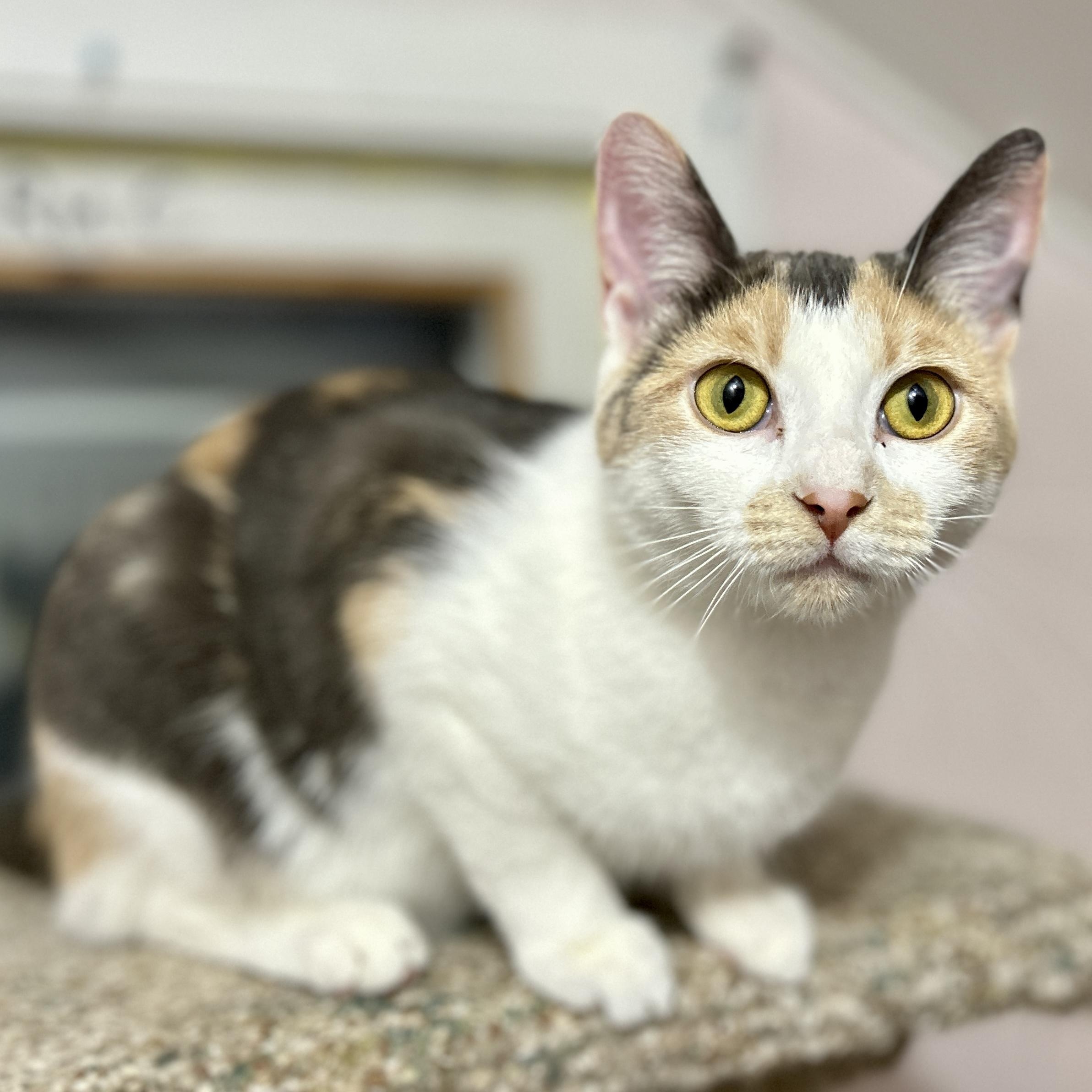 Enlarge Alice, a ADOPTABLE Domestic Short Hair in Guelph, ON image 1/4