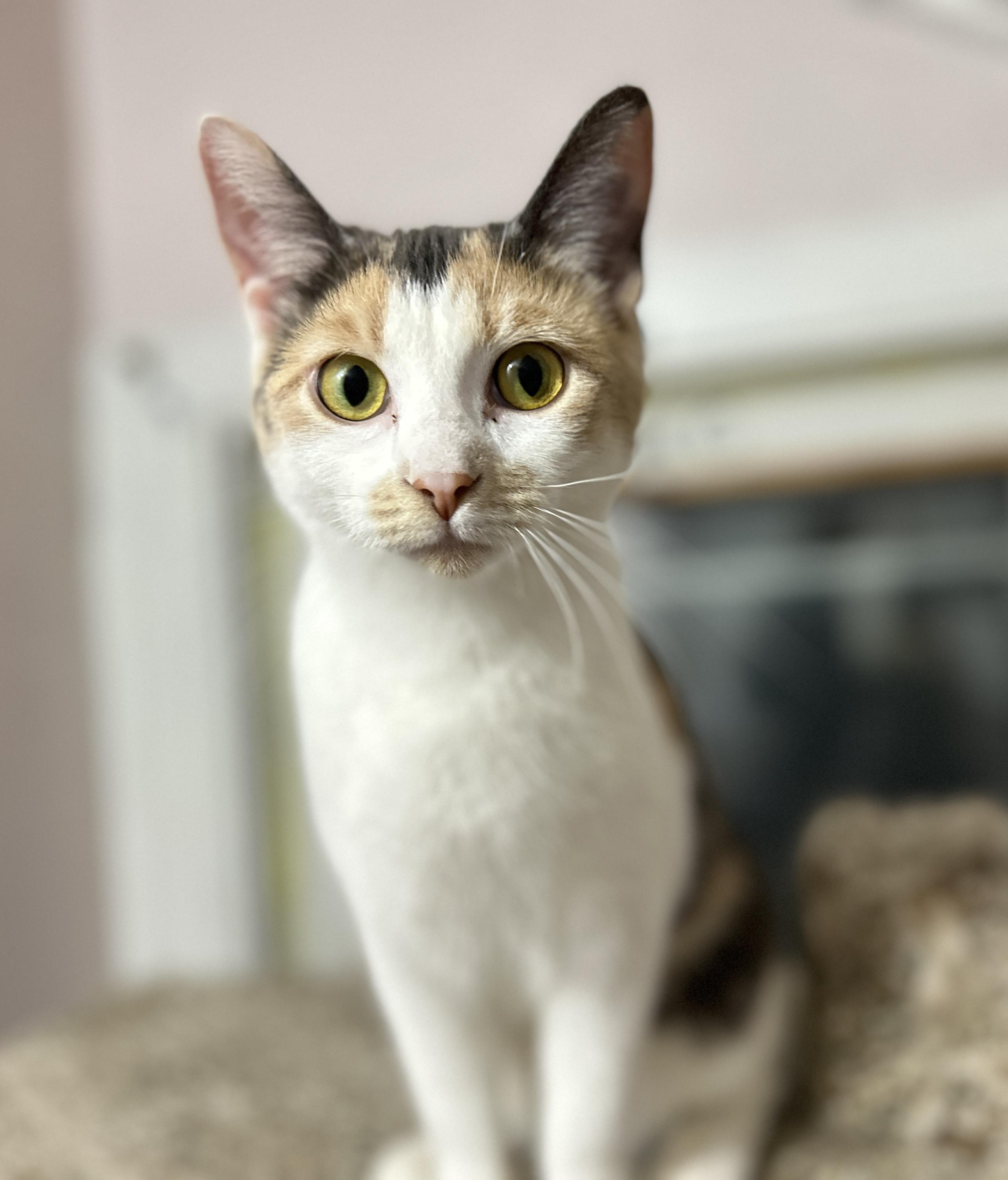 Enlarge Alice, a ADOPTABLE Domestic Short Hair in Guelph, ON image 3/4