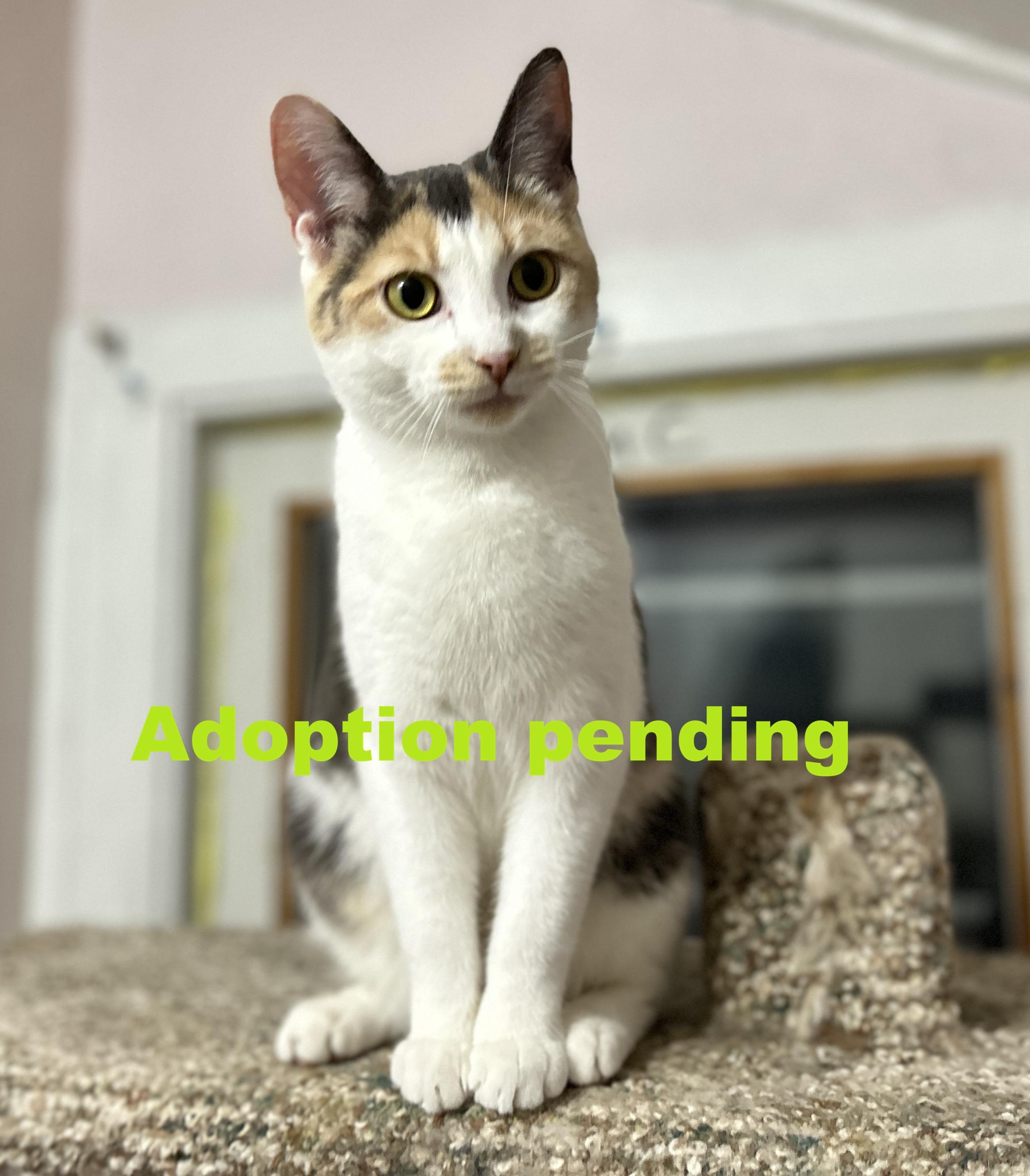 Alice, ADOPTABLE, Kitten Female Domestic Short Hair.