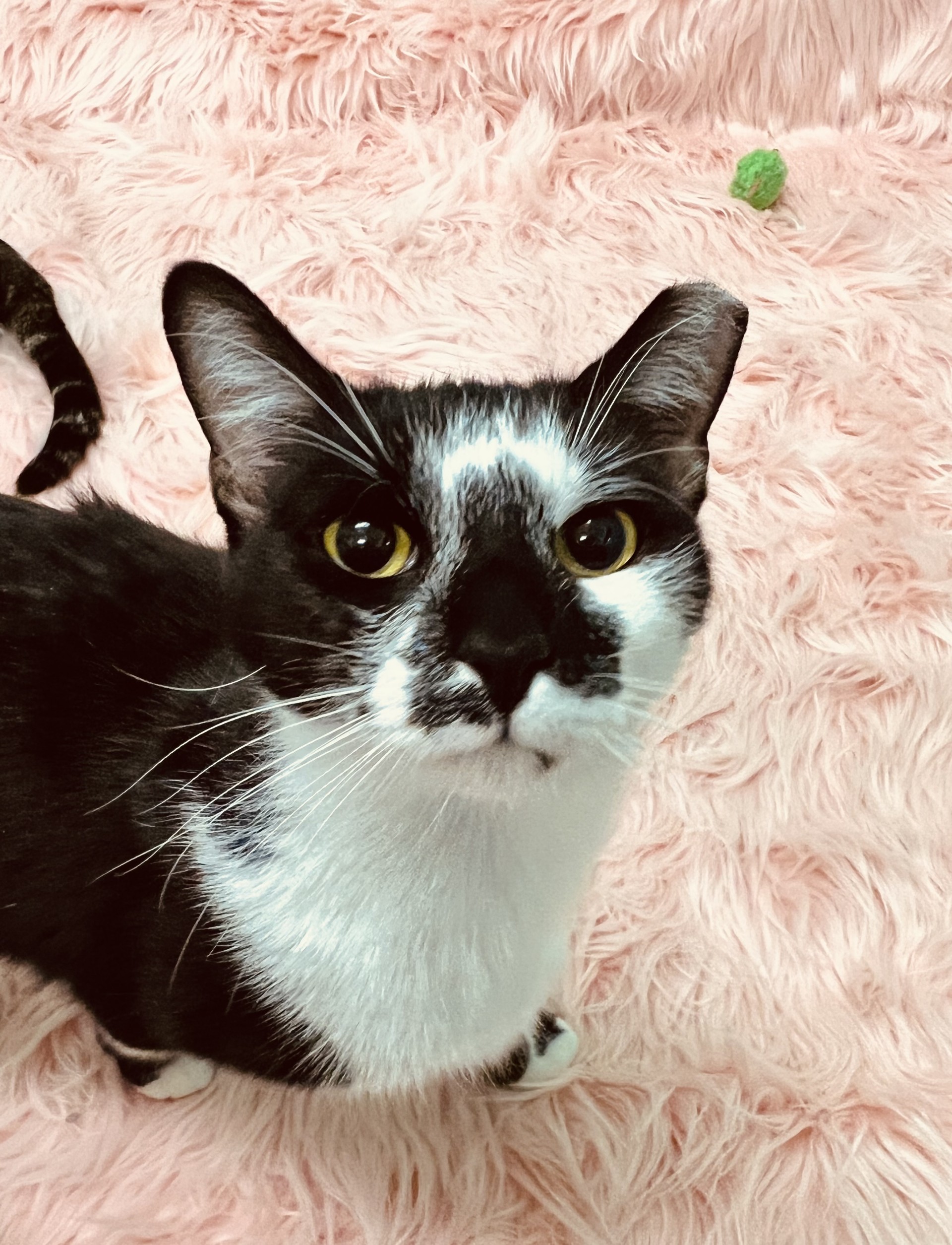 Enlarge Flower, a Adoptable Domestic Short Hair in Mesa, AZ image 1/4