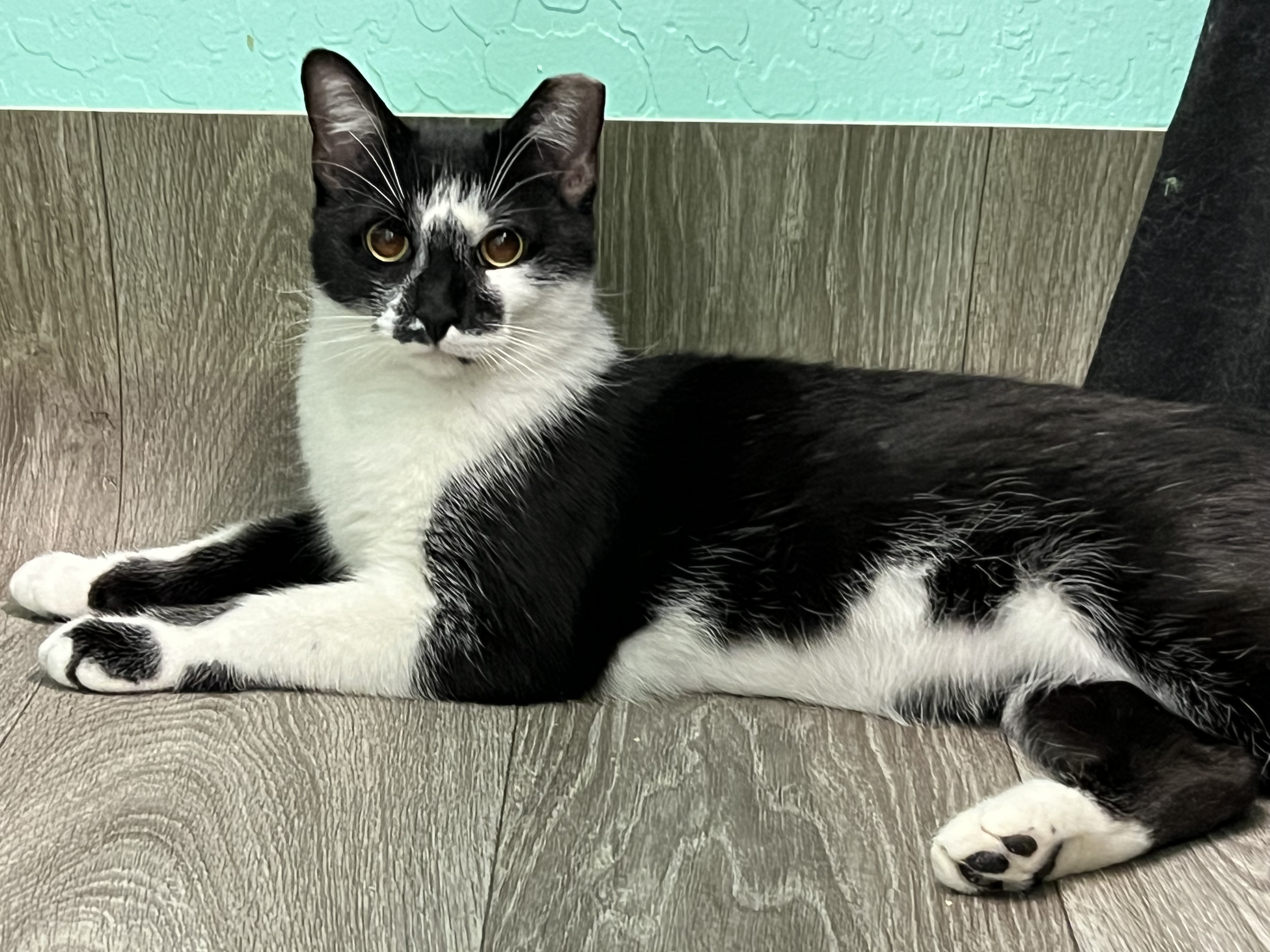 Enlarge Flower, a Adoptable Domestic Short Hair in Mesa, AZ image 2/4