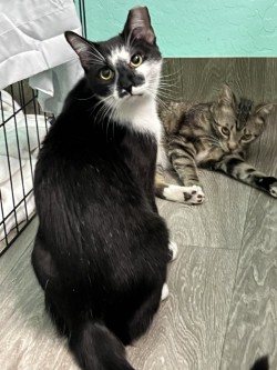 Enlarge Flower, a Adoptable Domestic Short Hair in Mesa, AZ image 4/4