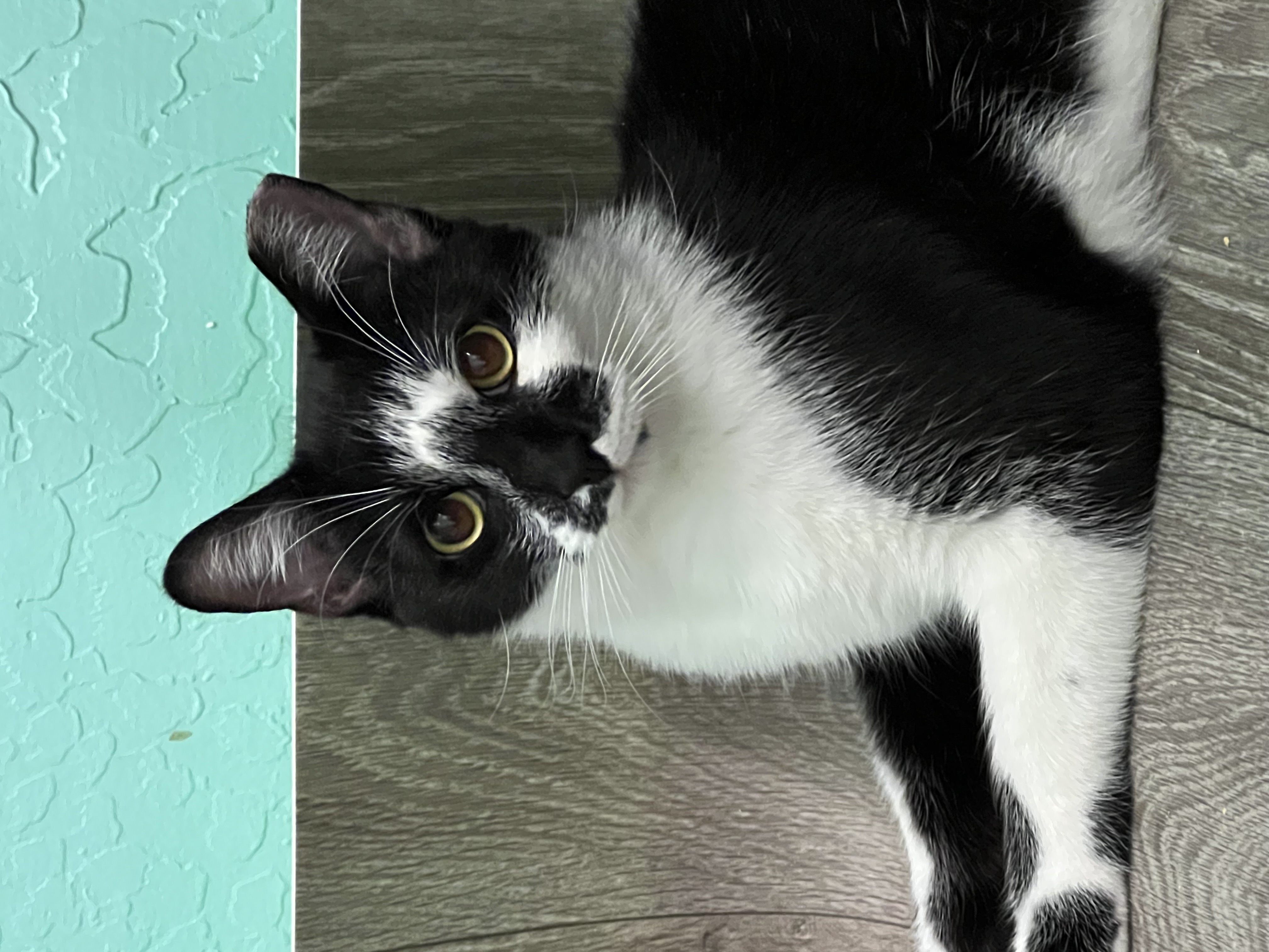 Enlarge Flower, a Adoptable Domestic Short Hair in Mesa, AZ image 3/4